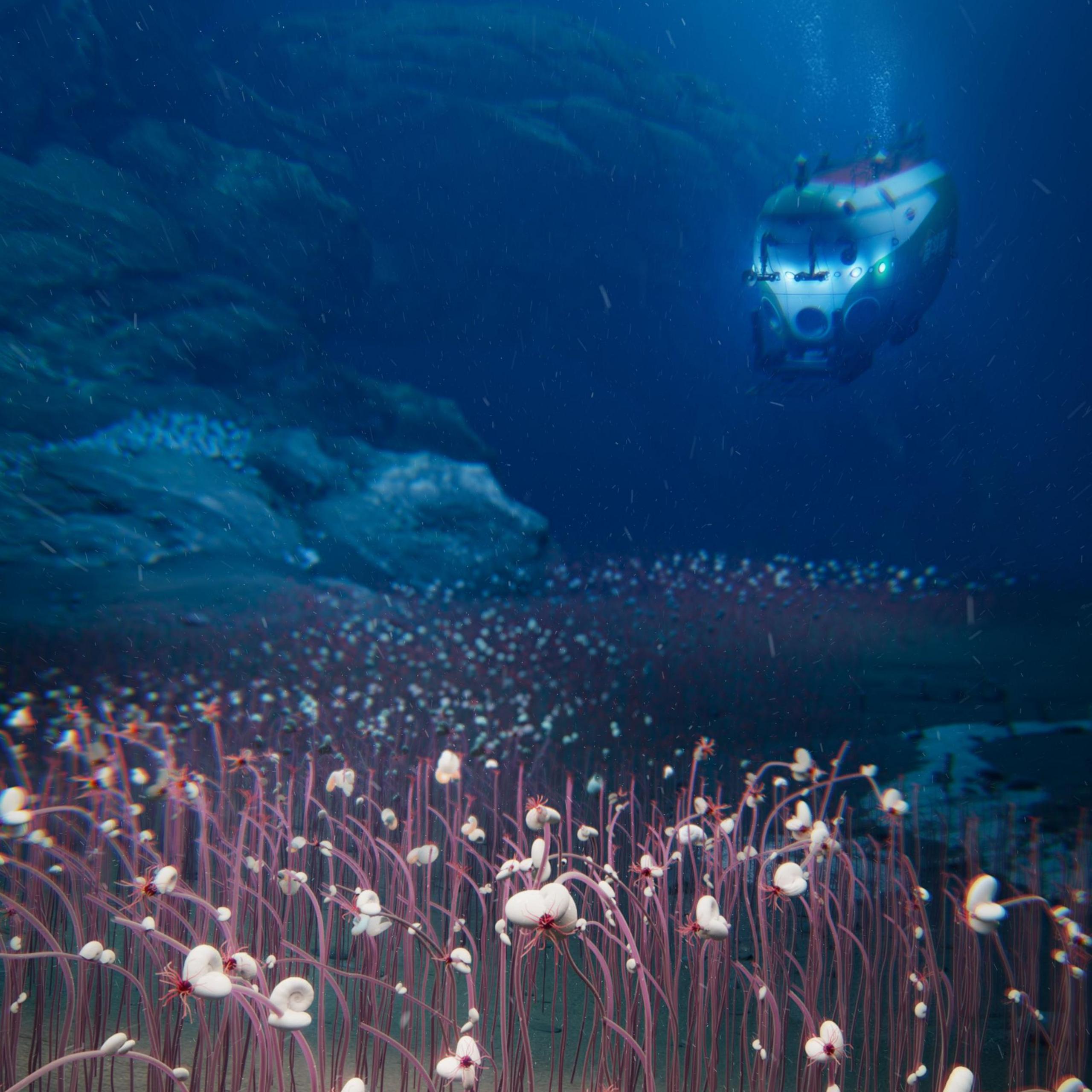 An artist's impression of a submersible vehicle exploring a deep ocean trench filled with reddish tube-worms that are emerging from the ocean floor. 
