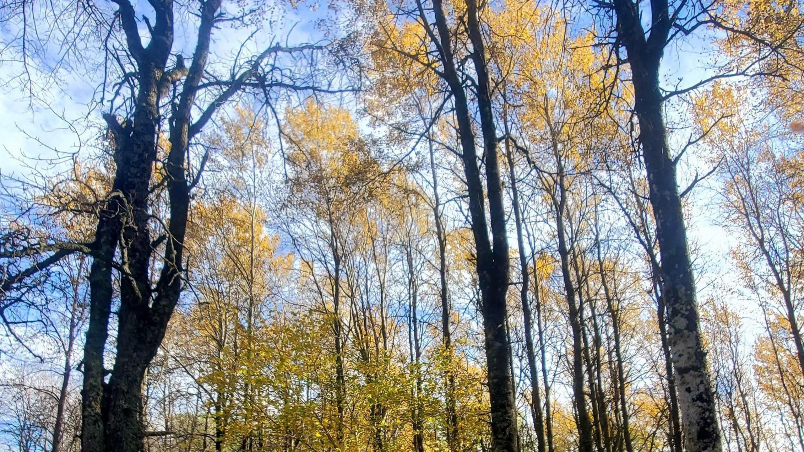 Aspen trees during autumn. The trees are bare but the leaves that do remain are a bright golden yellow. They sit against a light blue sky. 