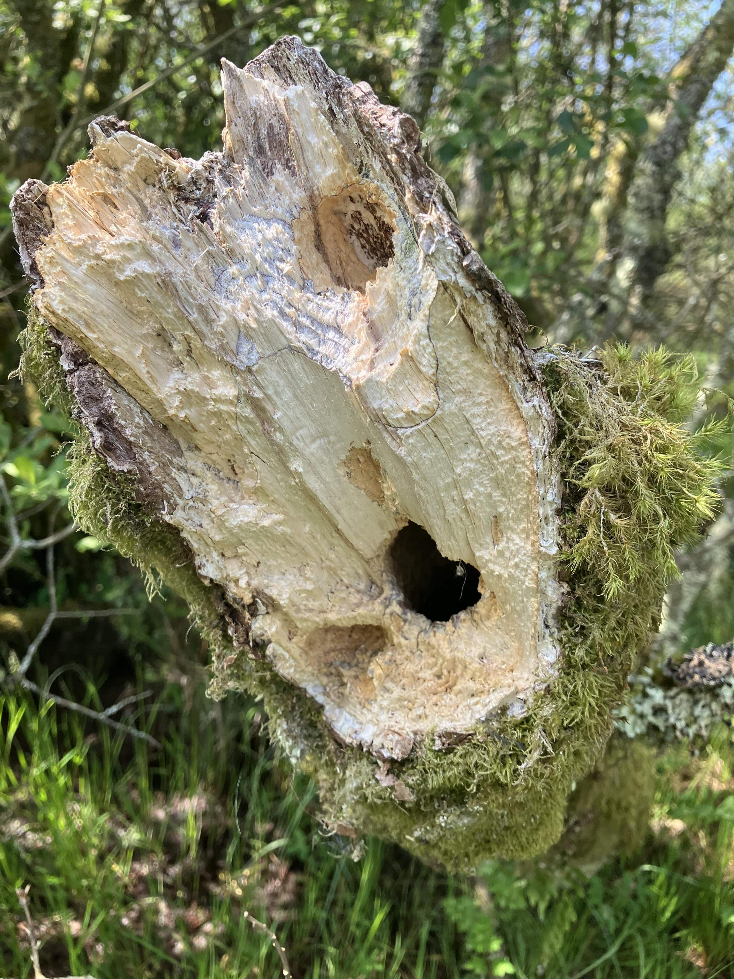 A close up image of the end a partly rotten tree trunk that is being used as an artificial nest. There are tree trunks and green shrubbery in the background. 