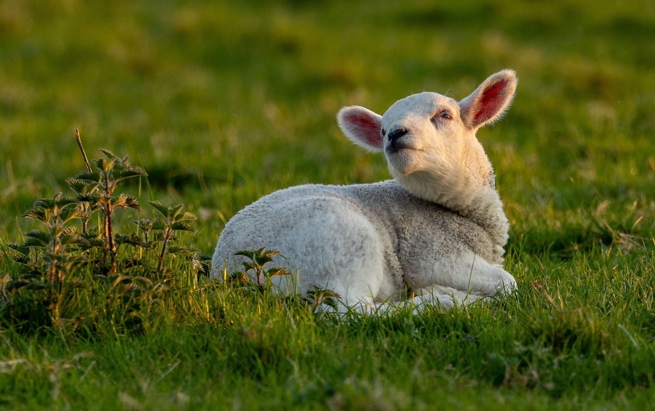 A lamb looking over its shoulder lies in a field of grass