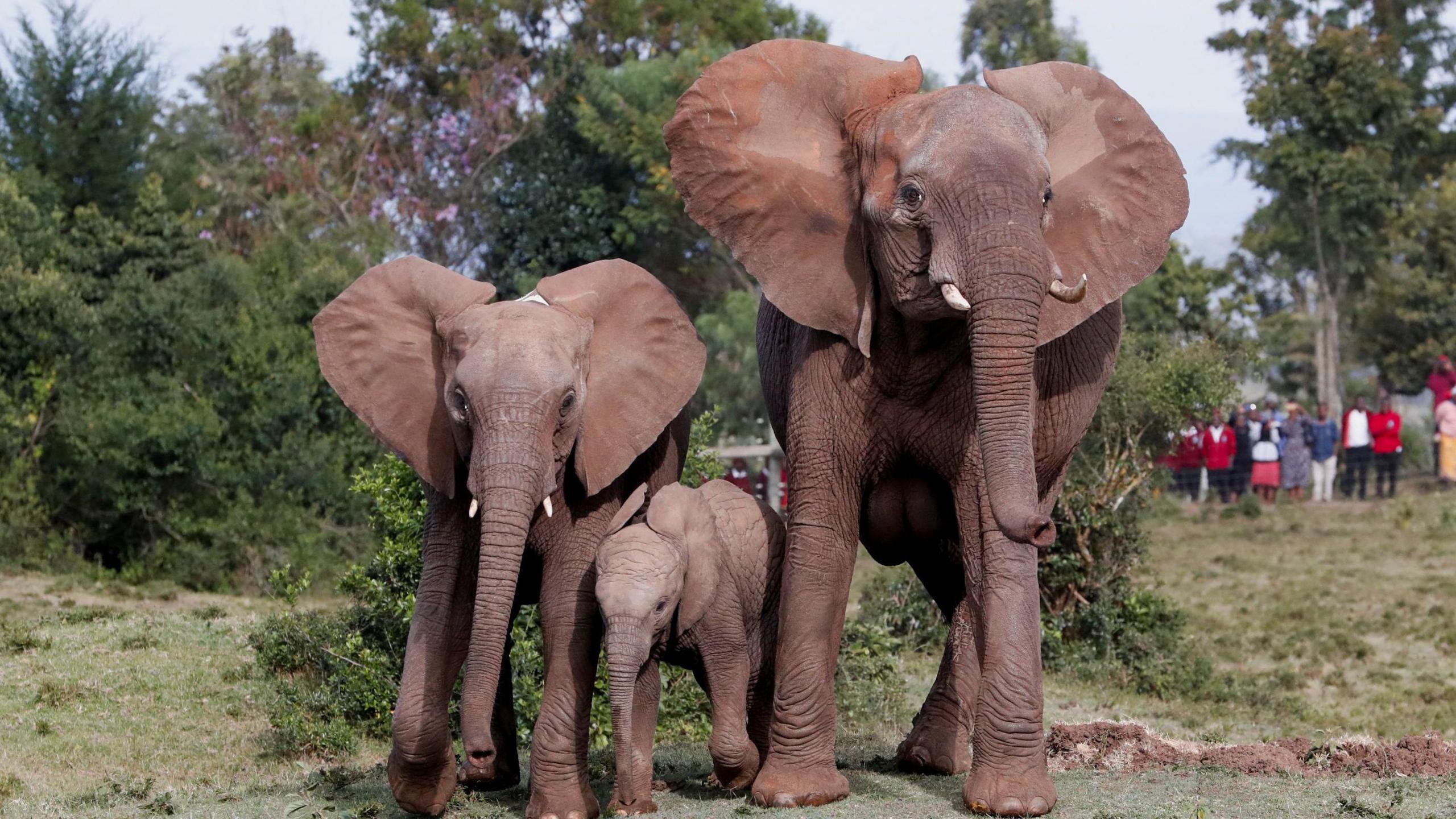 An image of a family of elephants from the Mwea National Reserve walk at the Aberdare National Park, in Mweiga, Nyeri County, Kenya - Monday 14 October 2024.