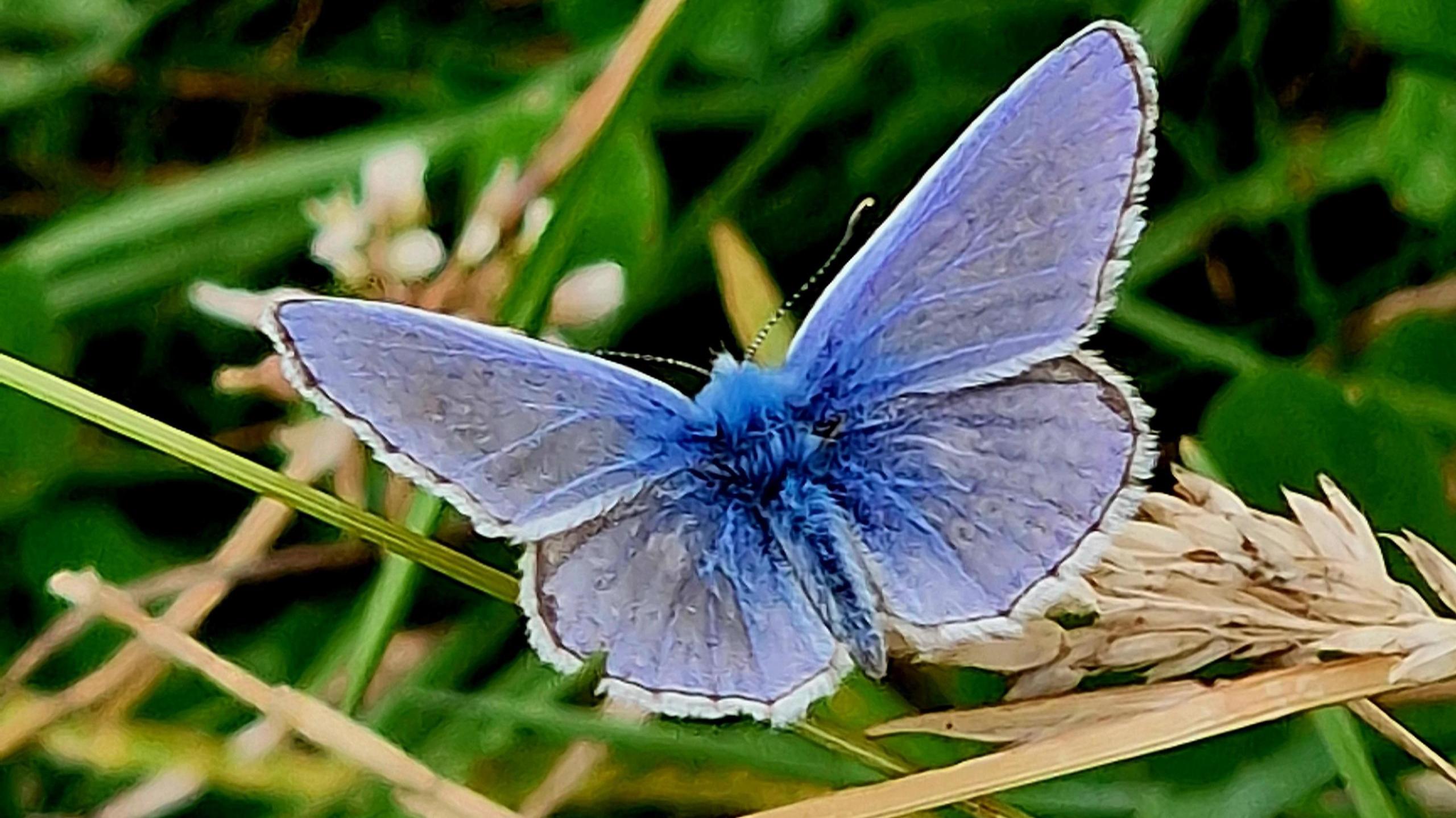 A butterfly with speckled blue wings in a field