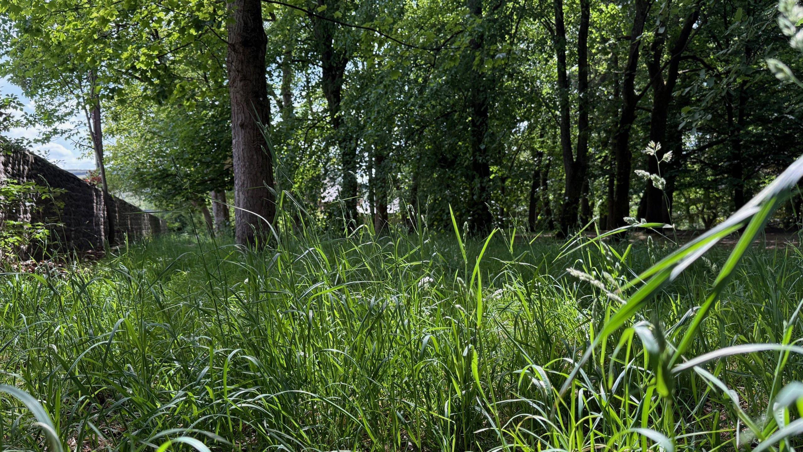 Image of overgrown grass in Glossop