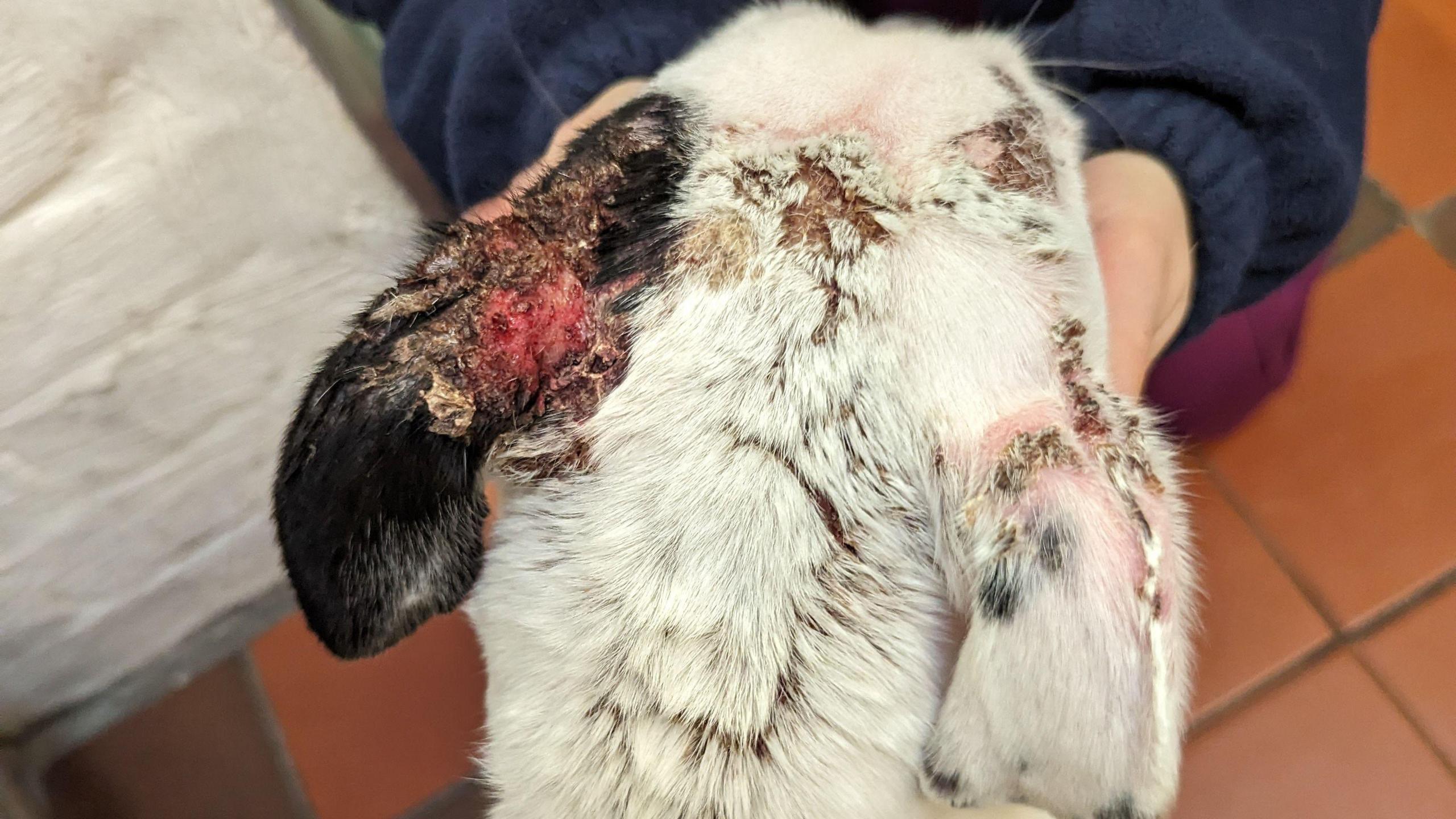 The back of the head of a white Staffie cross covered in sores and burns