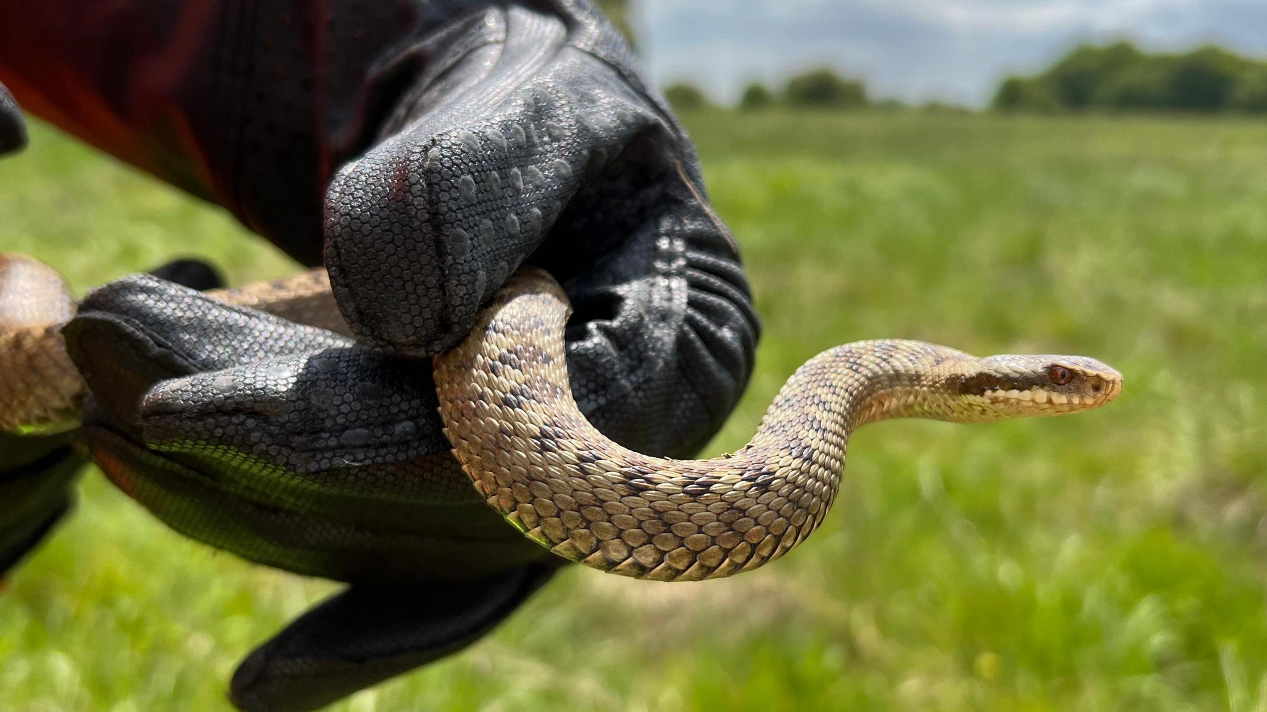 An Adder