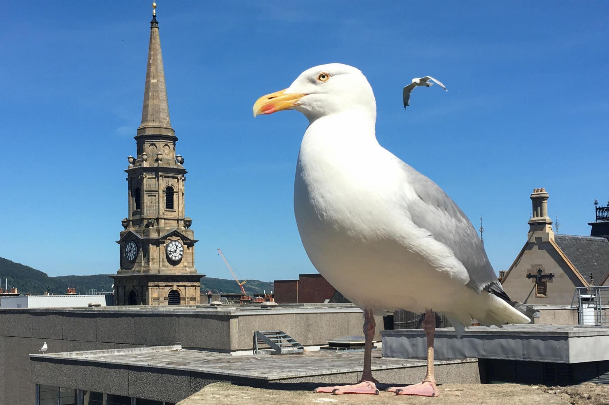 A gull stands on a wall in Inverness. In the background is another gull, also the city's High Street steeple and the roofs of Inverness museum and town house.