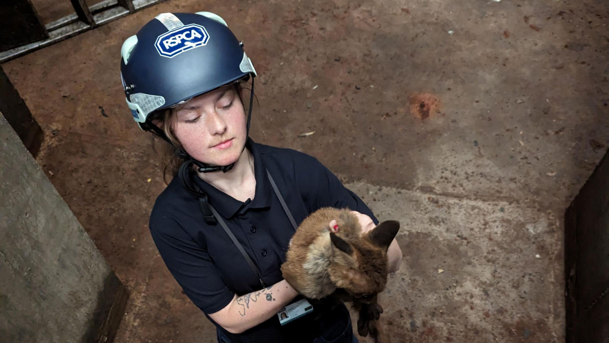 RSPCA officer holding a fox