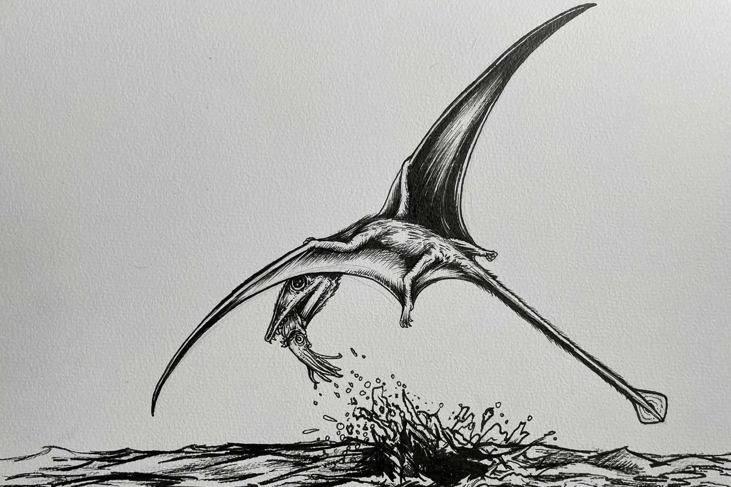 A black and white illustration of the pterosaur campylognathoides plucking a squid out of the sea with its mouth.