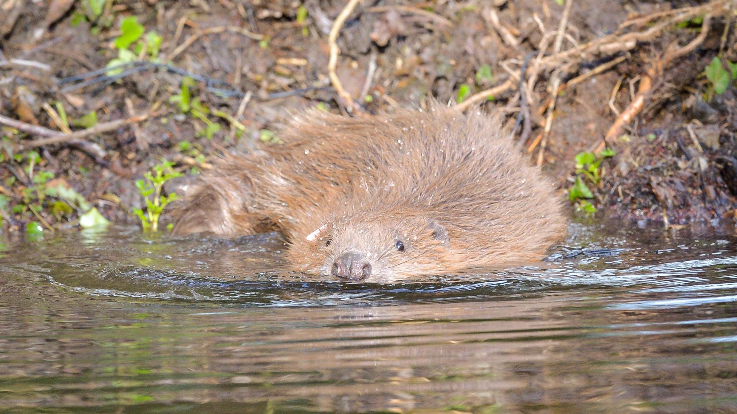 A beaver is taking off into the water towards the camera. It is brown and wet.