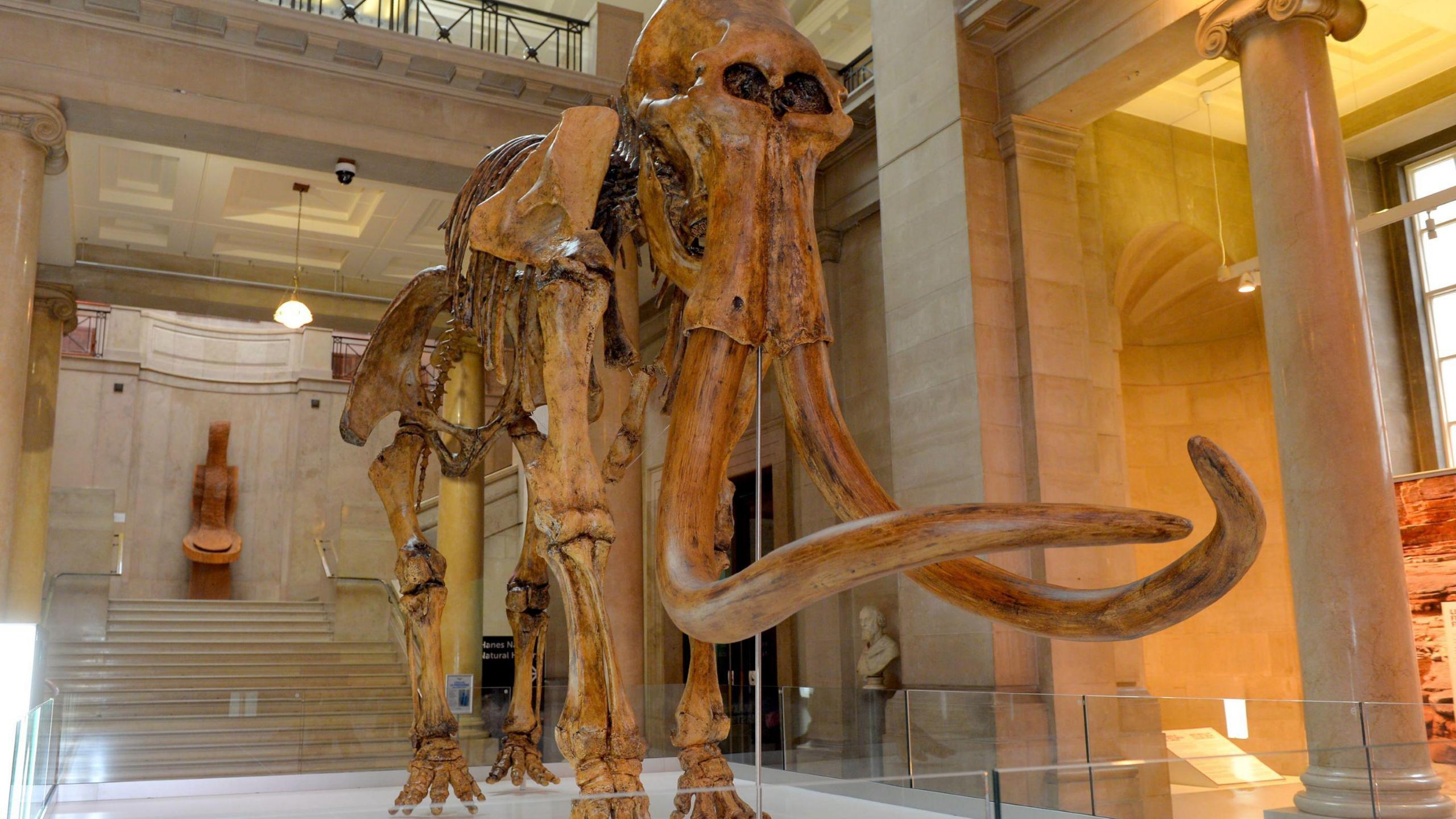the 3d model mammoth