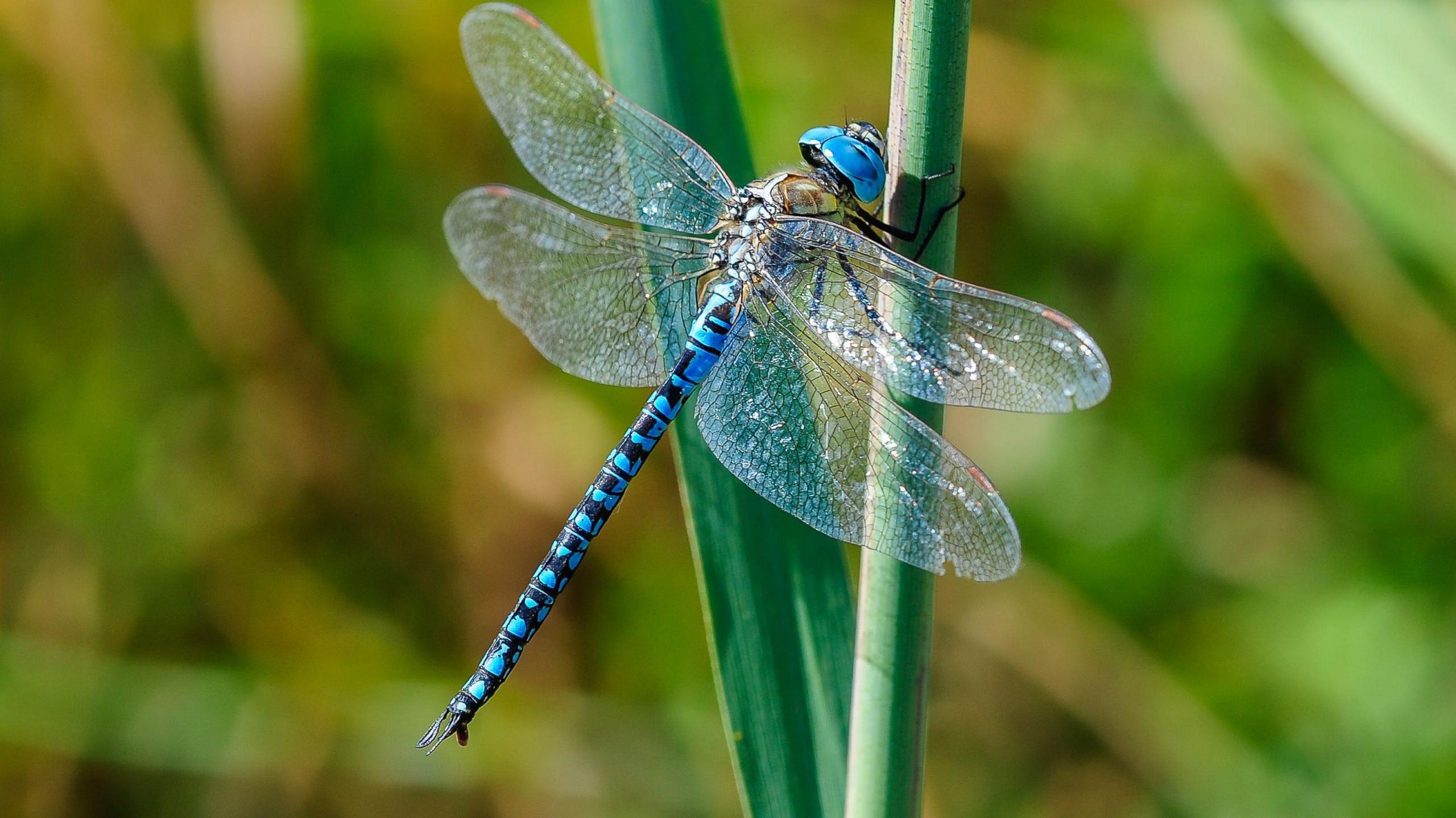 Dragonfly.