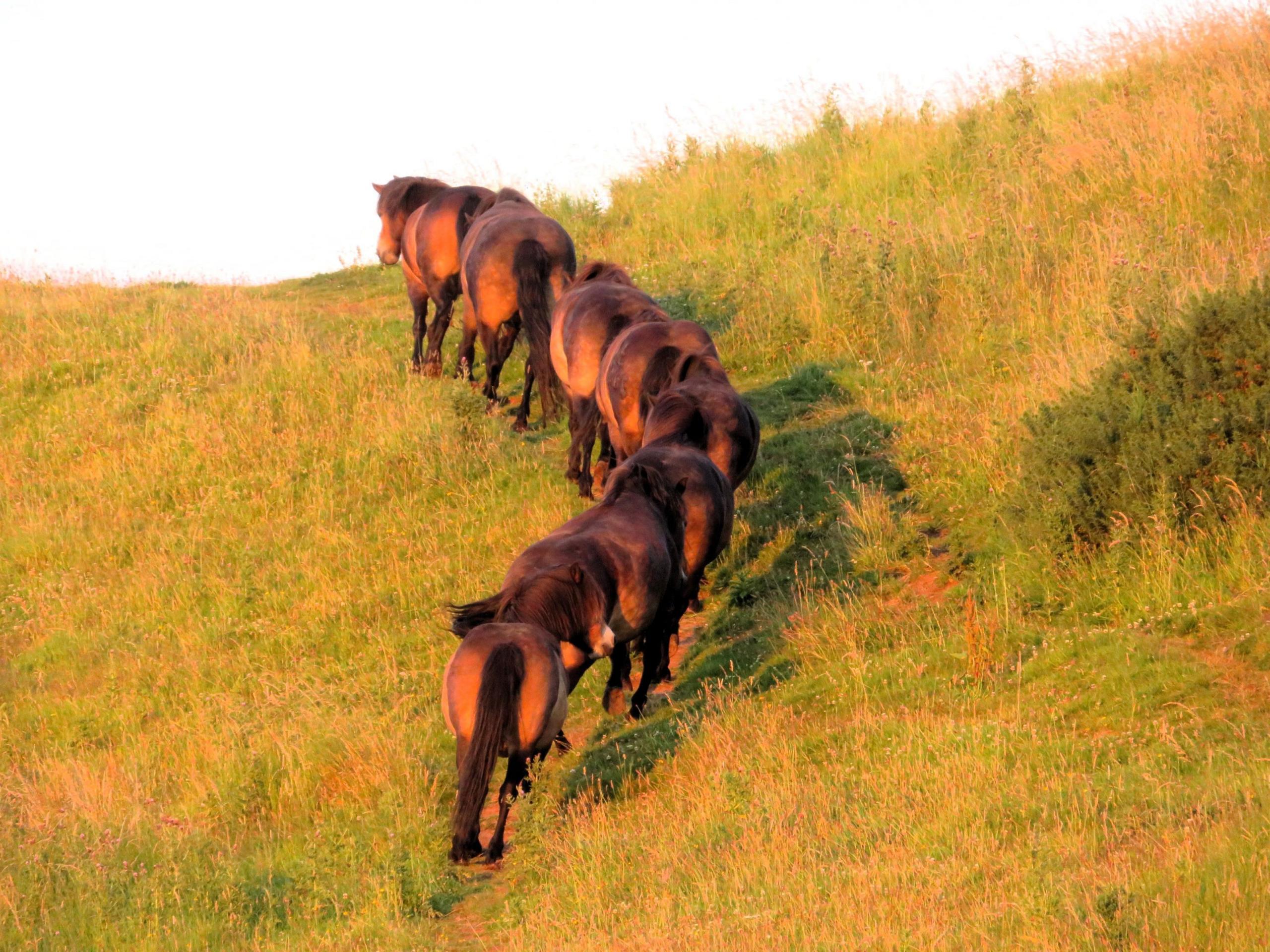 Horses in North Berwick