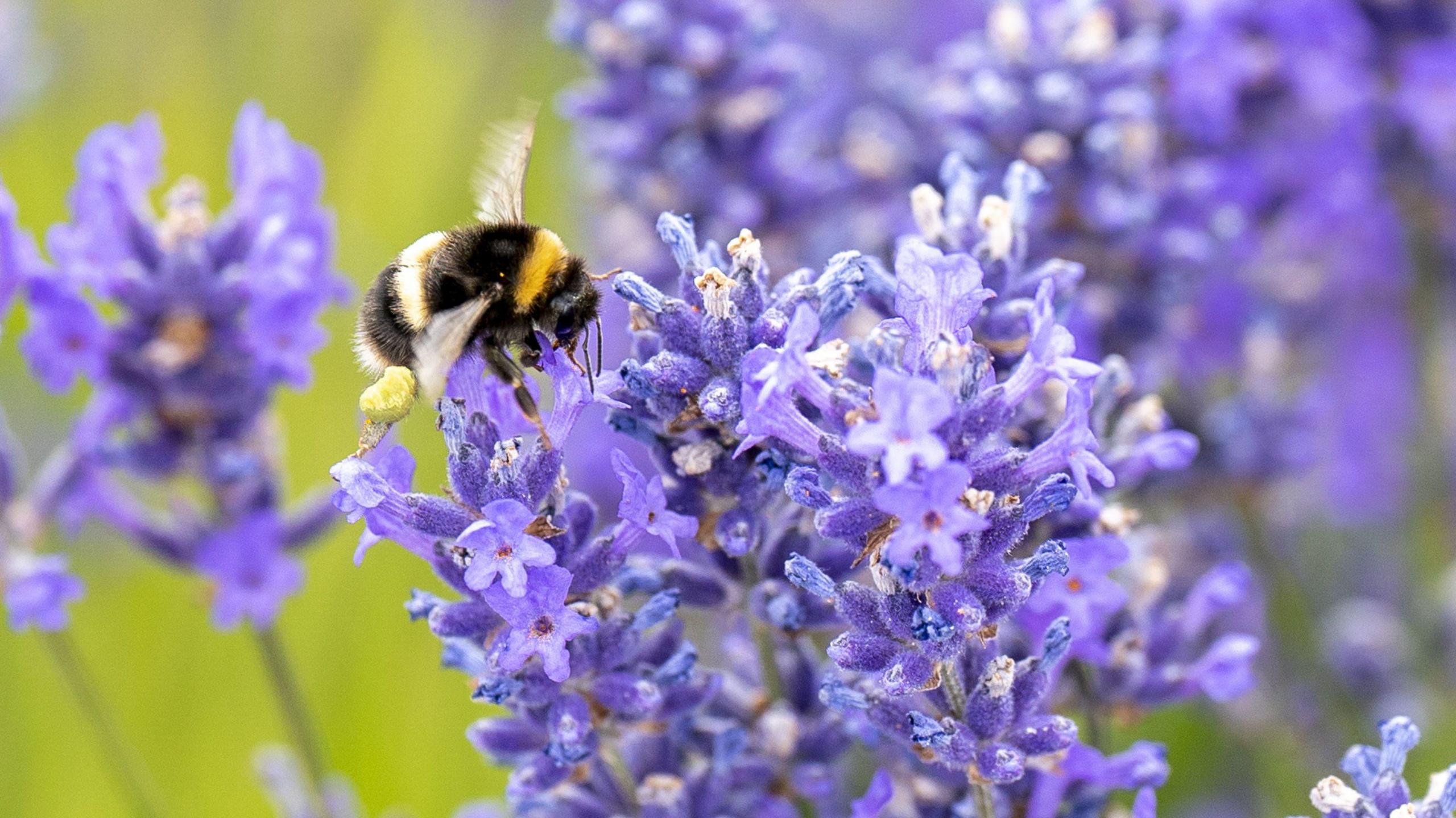 Bumblebee collecting pollen from lavender