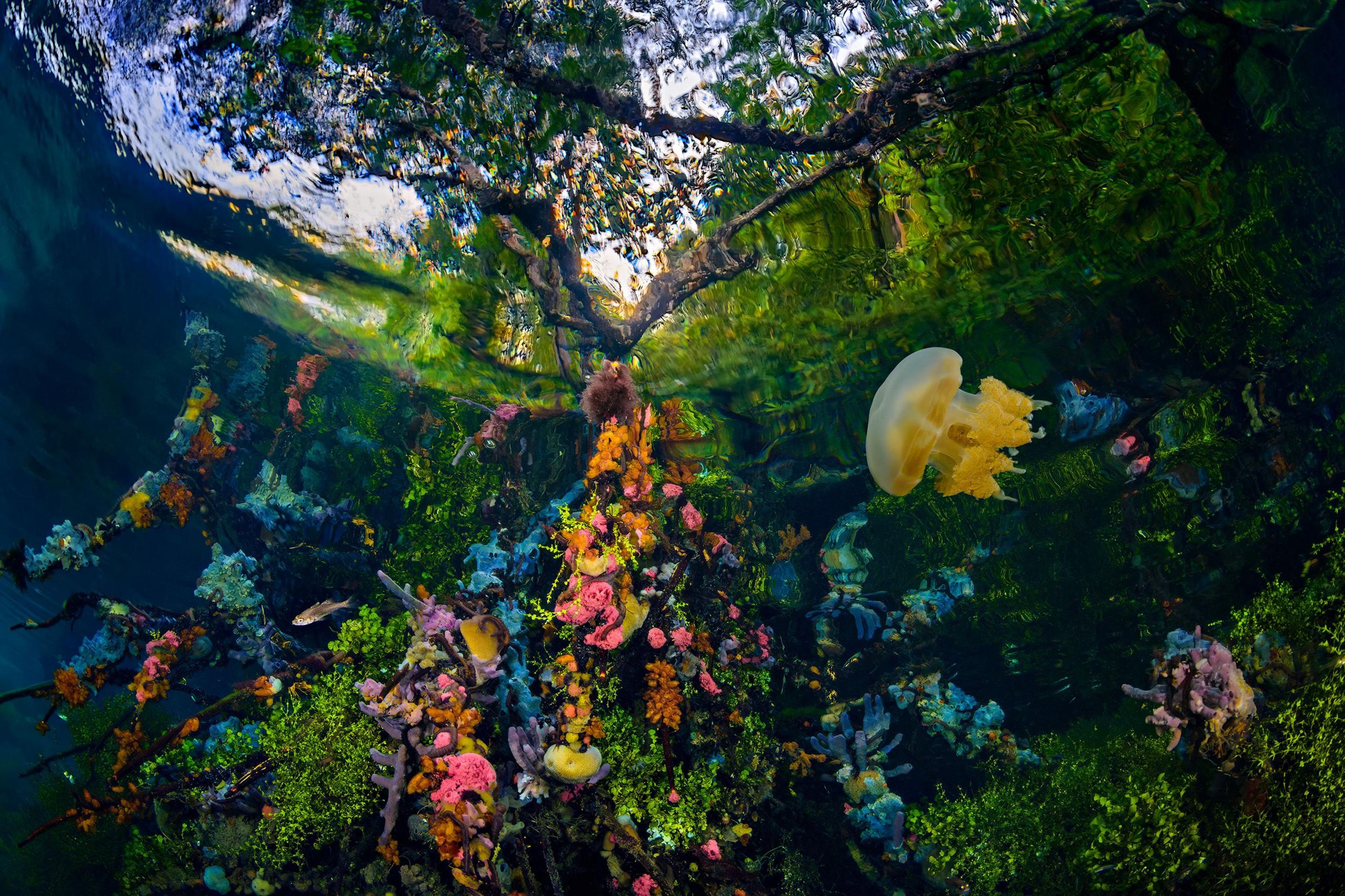 Plants and marine life under the water in a mangrove forest in Indonesia