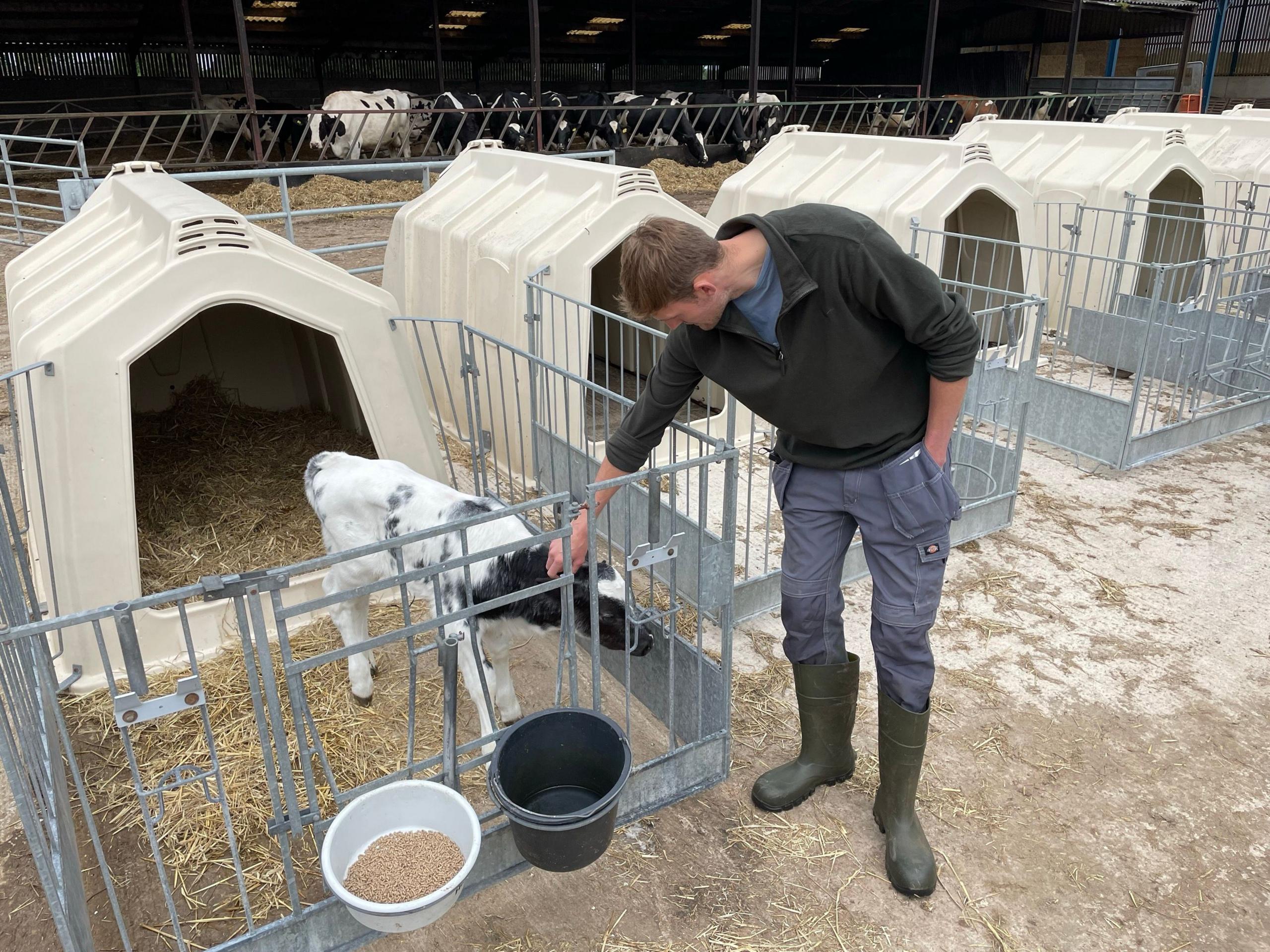 Mr Lawton with calves at the farm