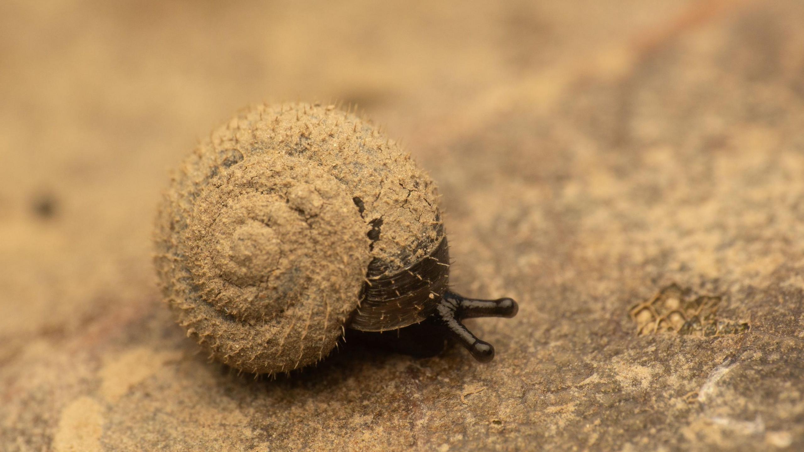 Brownish colour shell can be seen with small hairs on it. Attenae of the snail can be seen peeping out of its shell. The snail is sitting on a rock a similar colour to its shell.