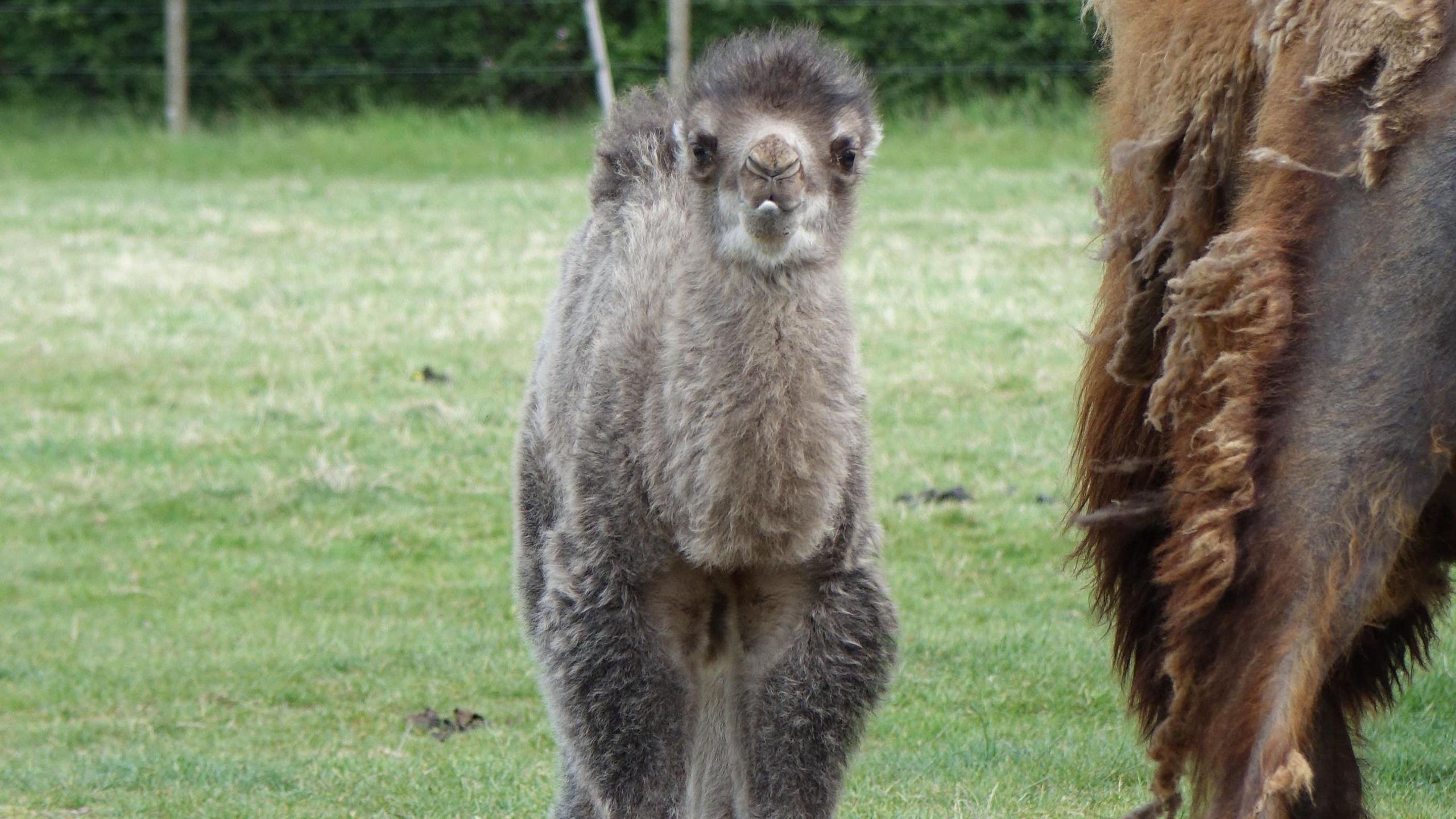 The pale grey fluffy camel calf is in a field looking at the camera. To the right of the photo appears to be the leg of his mother camel, with brown fluffy fur.