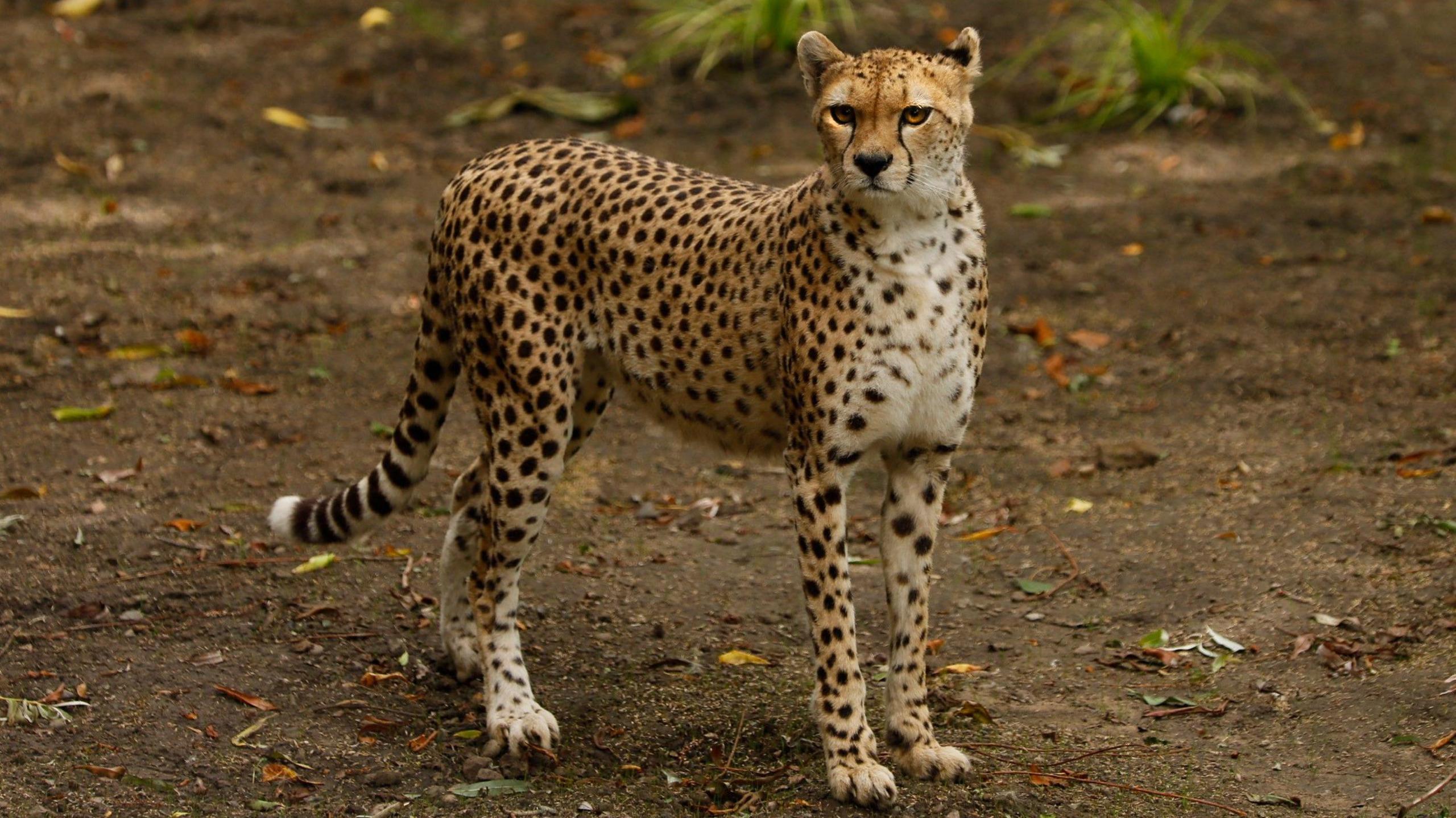 Cheetah Cleo stands, looking almost directly into the camera. 