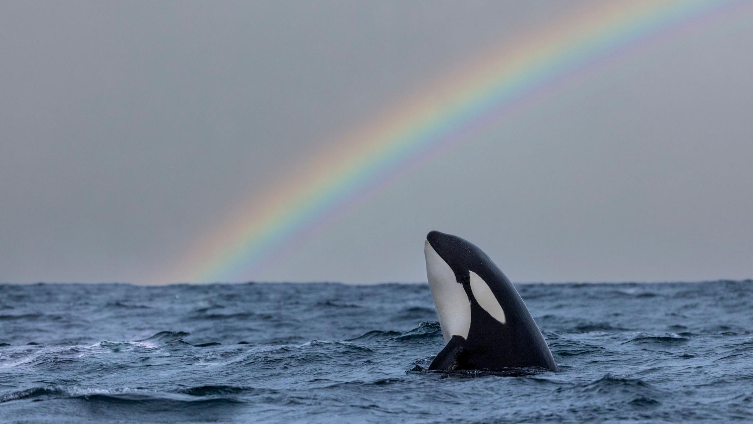 Orca in the ocean