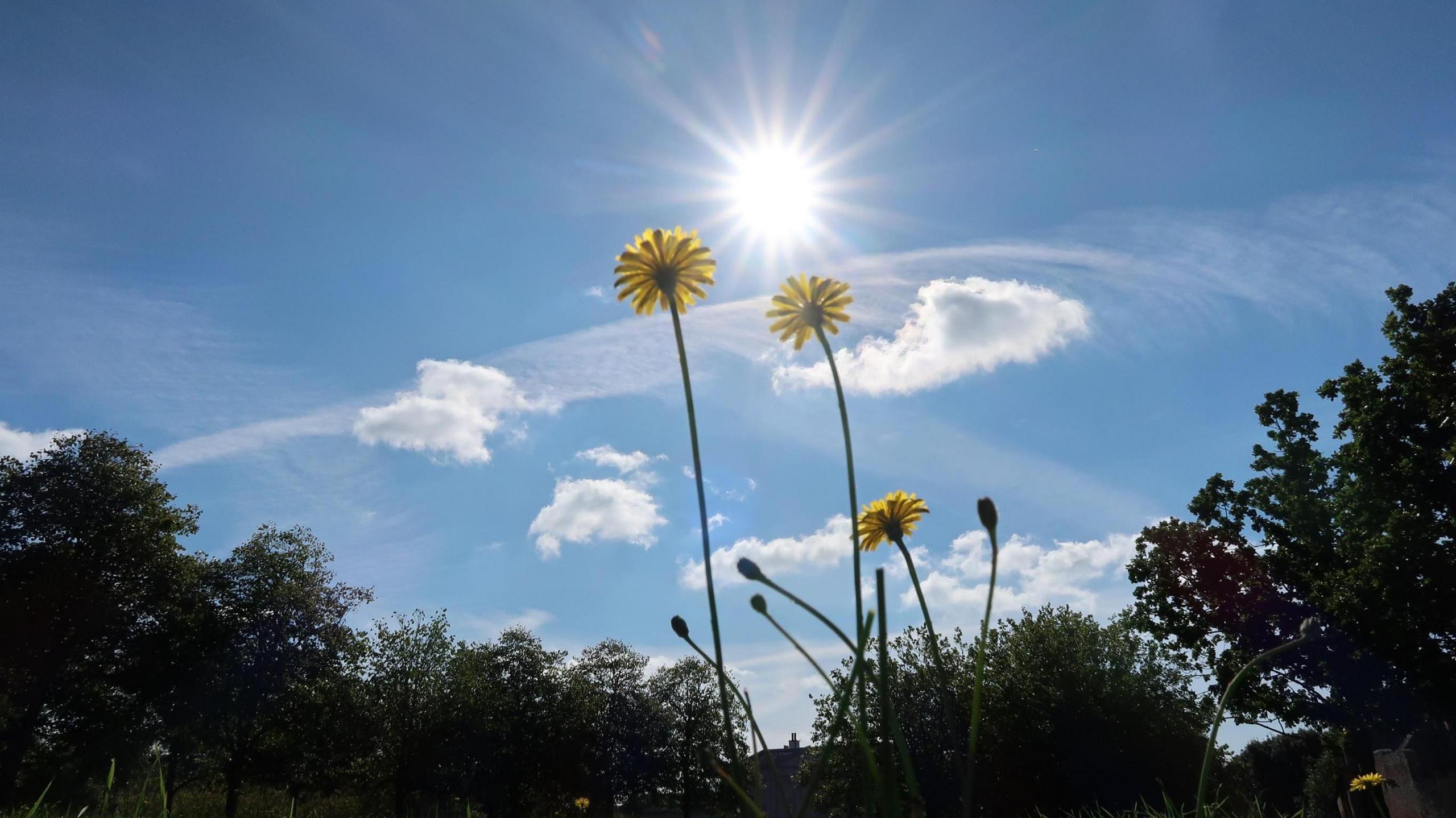 A shining sun beams out over a mainly blue sky with a few light fluffy white clouds. A small number of yellow flowers stand proud in the middle of the picture with silhouettes of trees around them