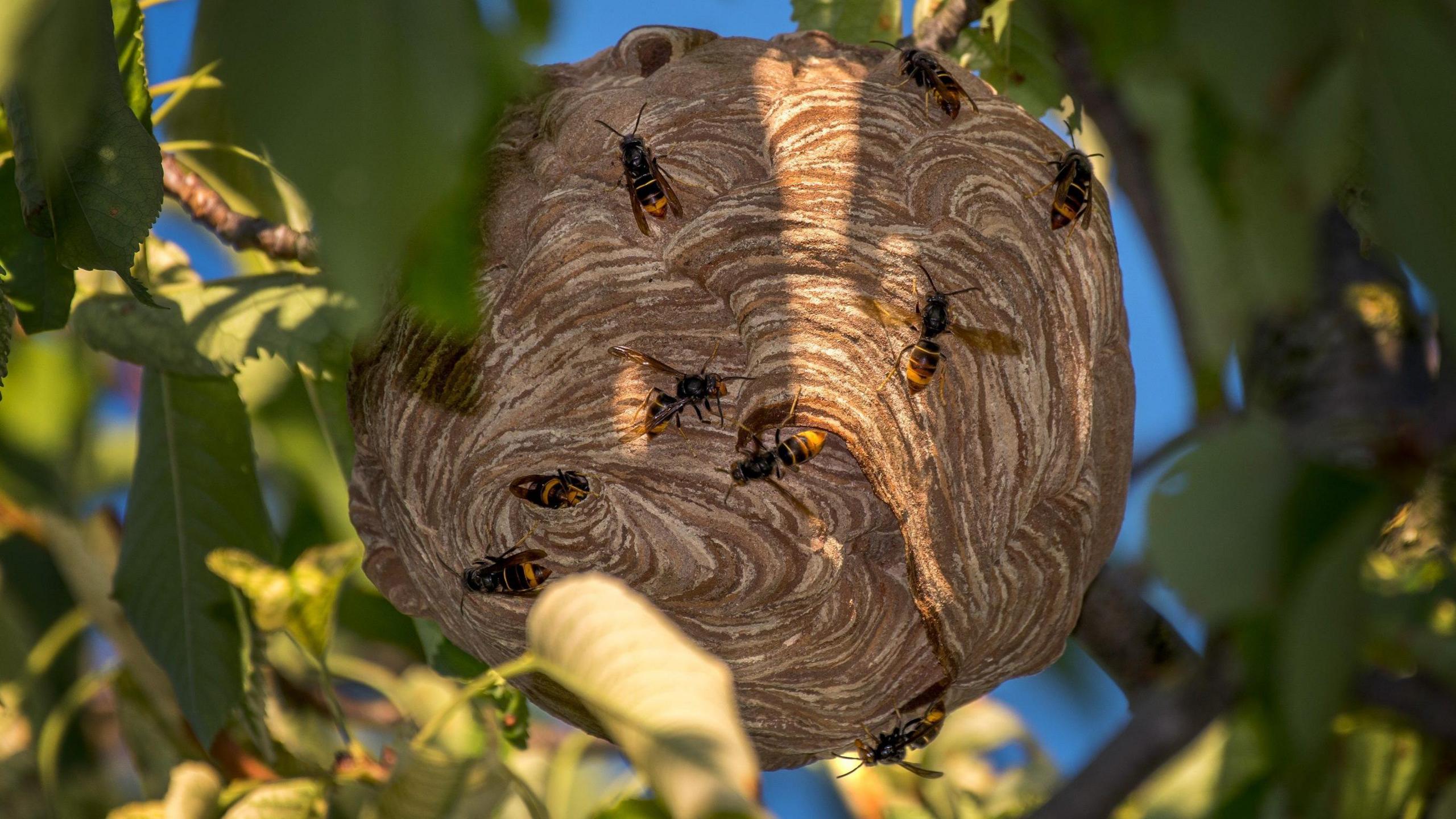 As Asian hornet best hanging in branches. It is covered with hornets. It is a neat circular nest with a marbled pattern.