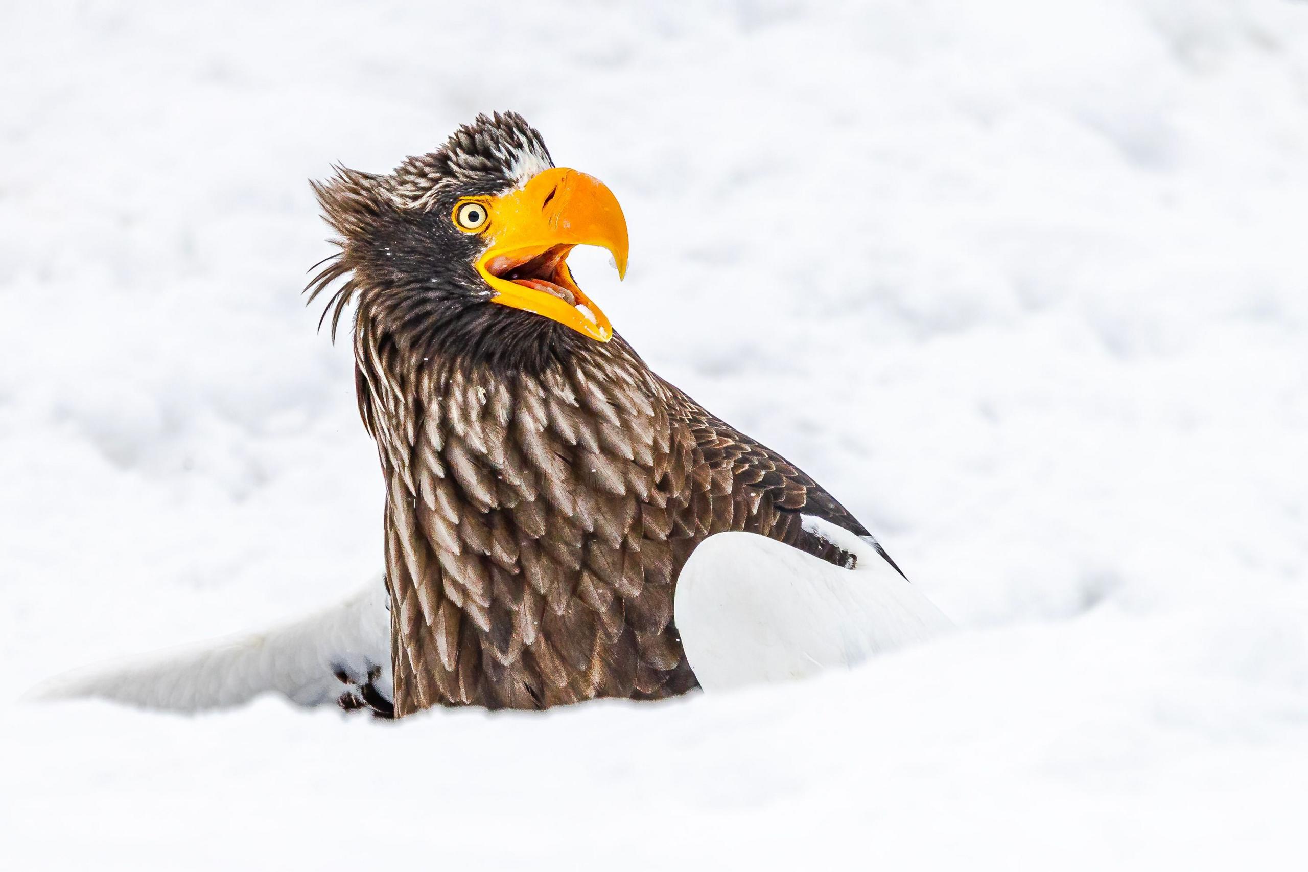 A Steller's sea eagle pops out of the snow with it's beak open.