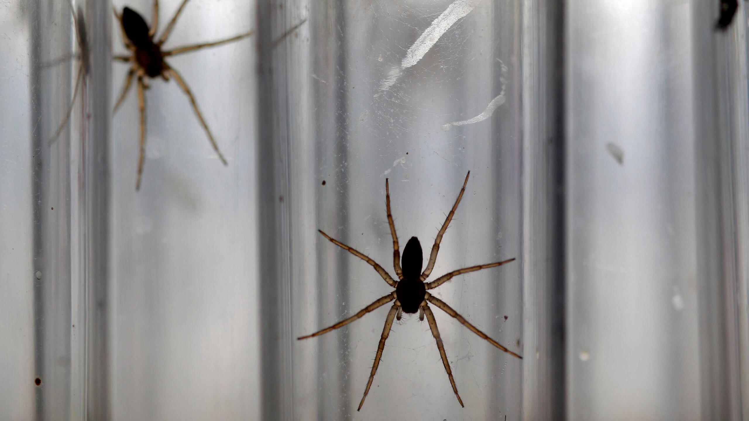 Two spiders can be seen on the side of test tubes in the bio-secure breeding facility at Chester Zoo. 