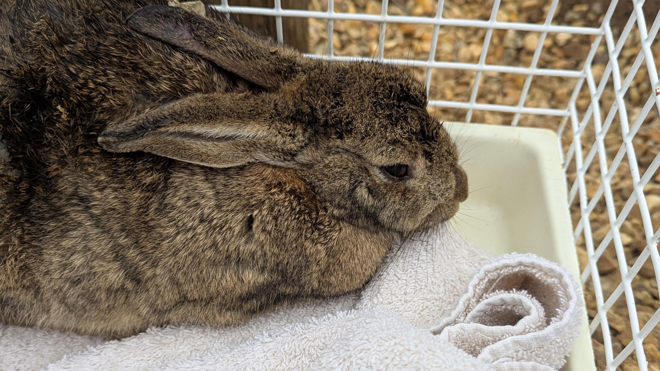 'Surge' in Easter rabbit purchases prompts charity plea - BBC News