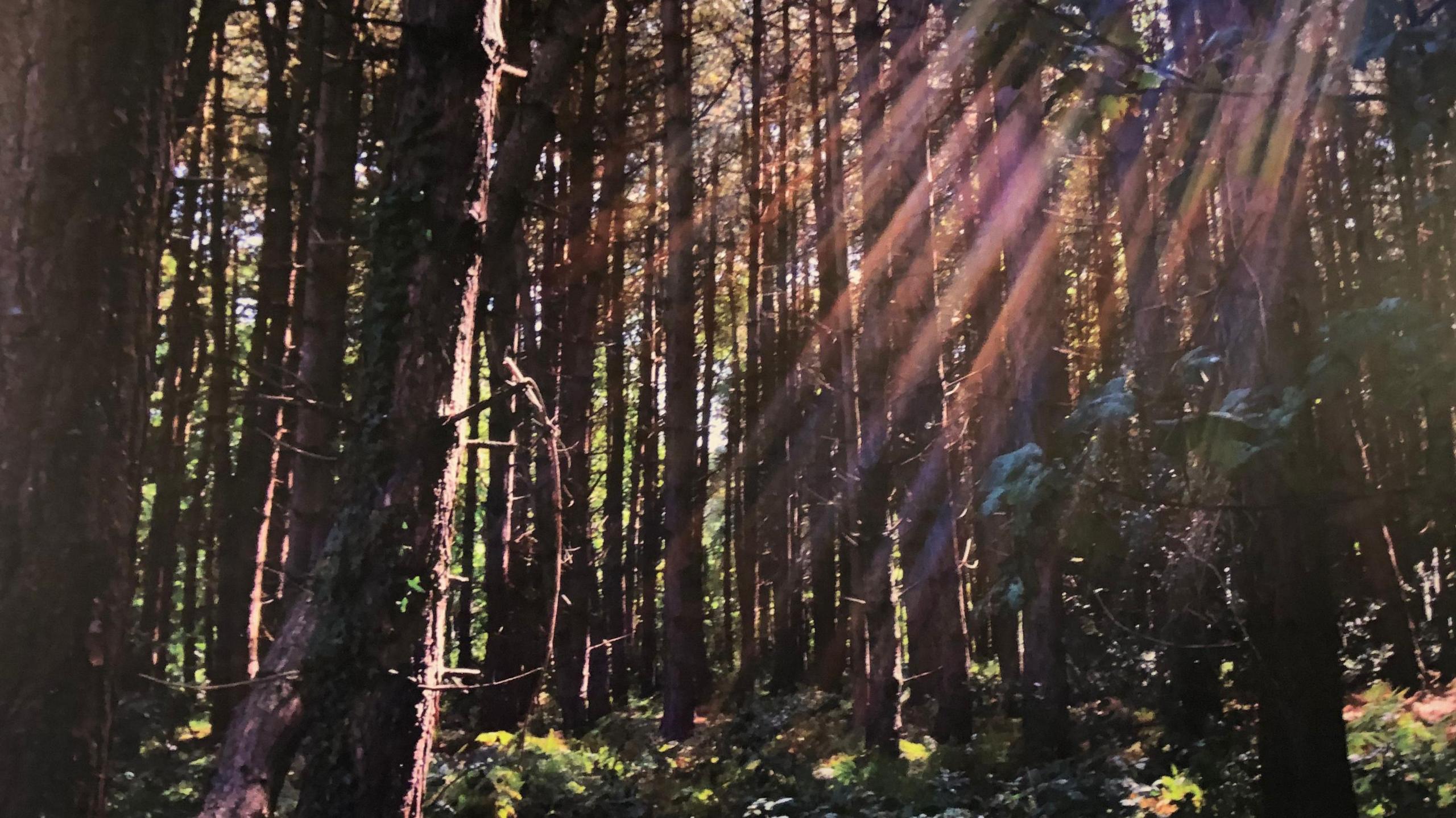 Light streaming through trees