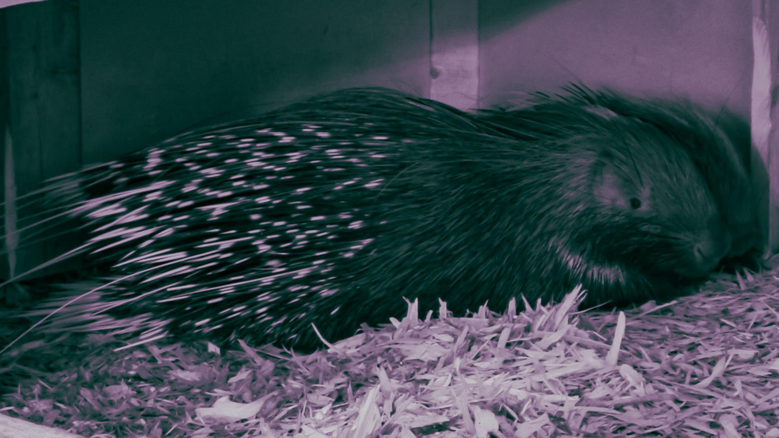 Porcupine sleeping.