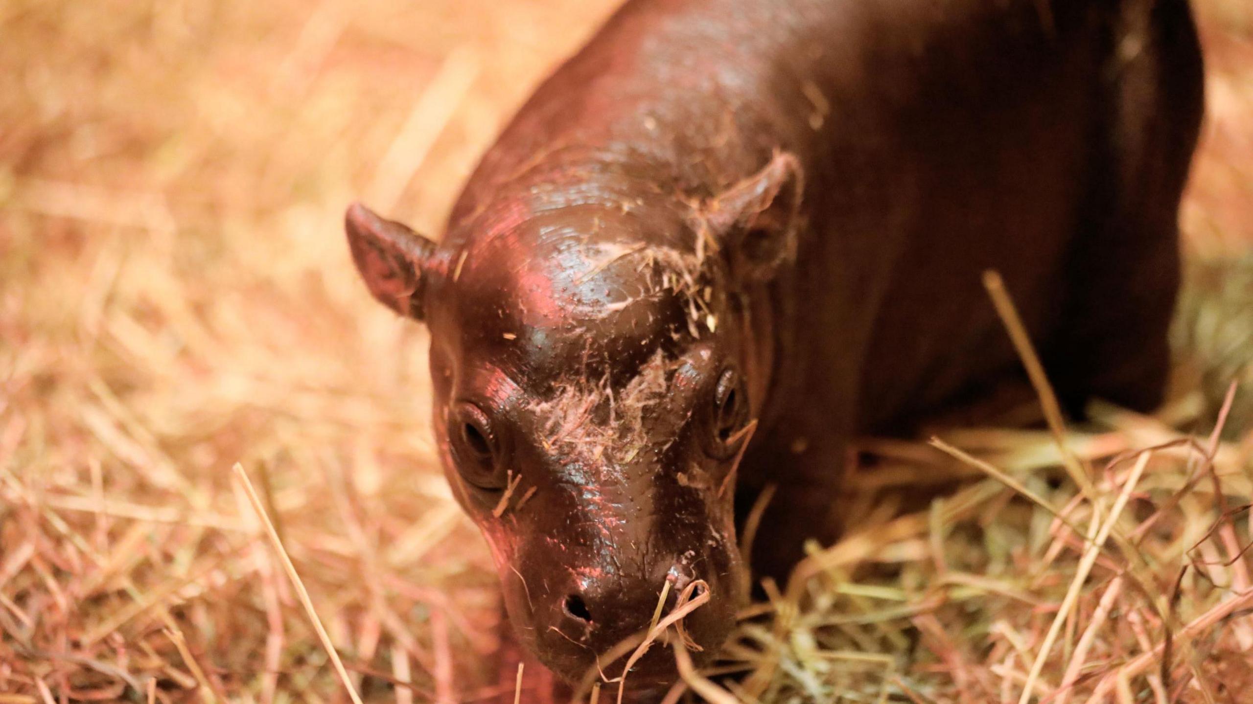 Endangered pygmy hippo Haggis shortly after her birth, looking at the camera while standing in straw