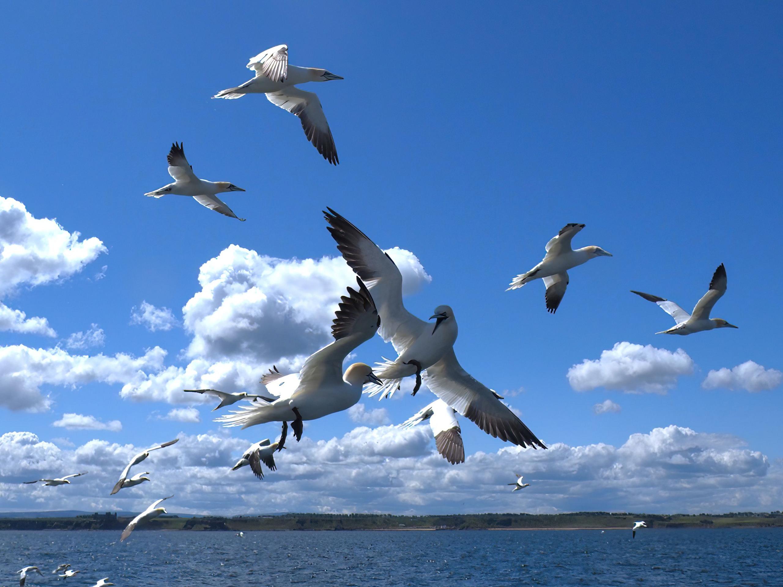 Two gannets having a mid-air argument in the Firth of Forth