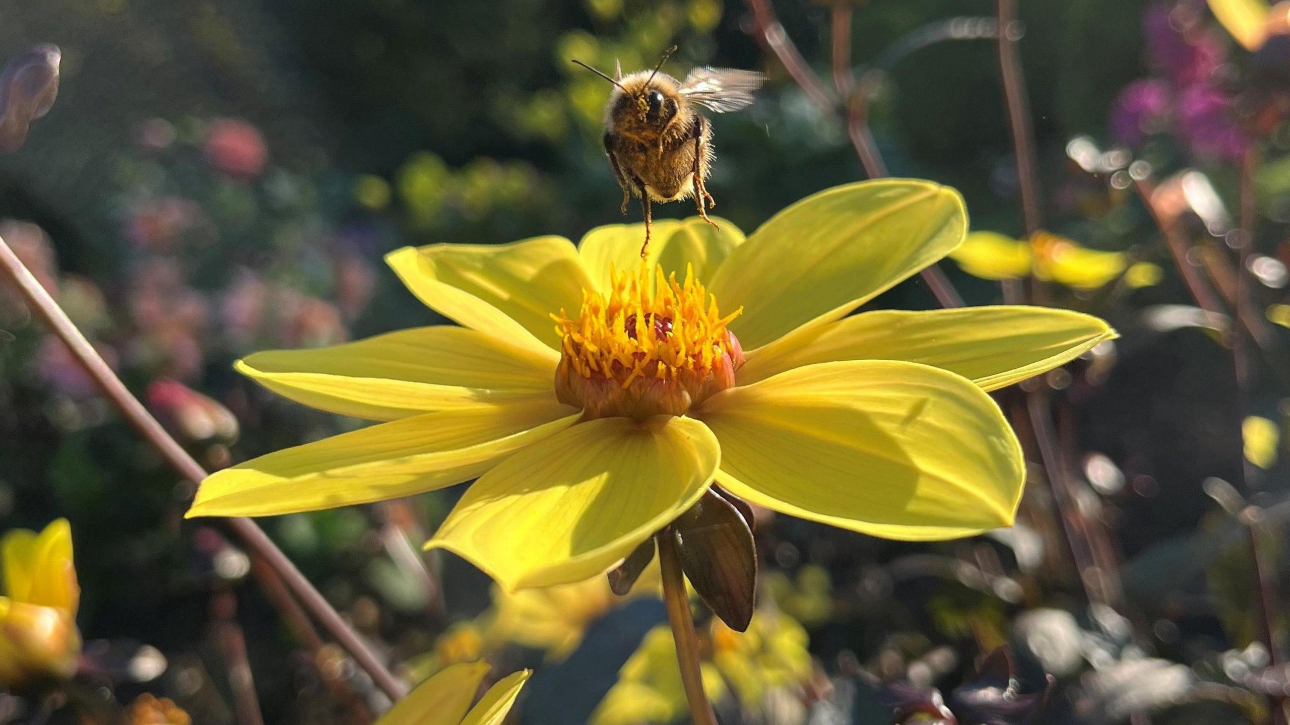A bee collects nectar from a bright yellow flower in a sunlit garden.