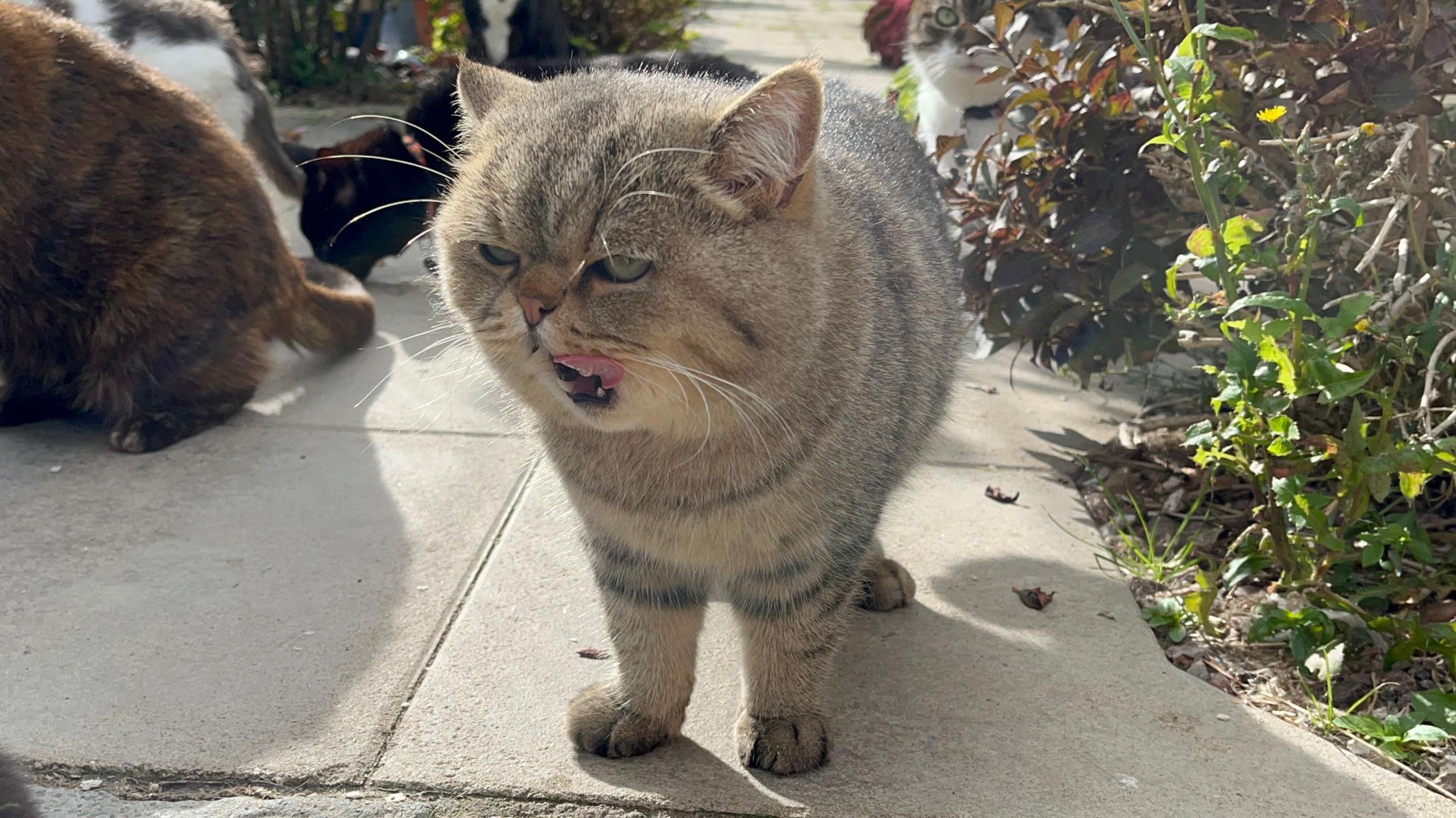 A tabby English Shorthair cat pictured licking its lips. It's stood on a patio, with more cats visible behind it. The cat has light brown fur and green eyes. 