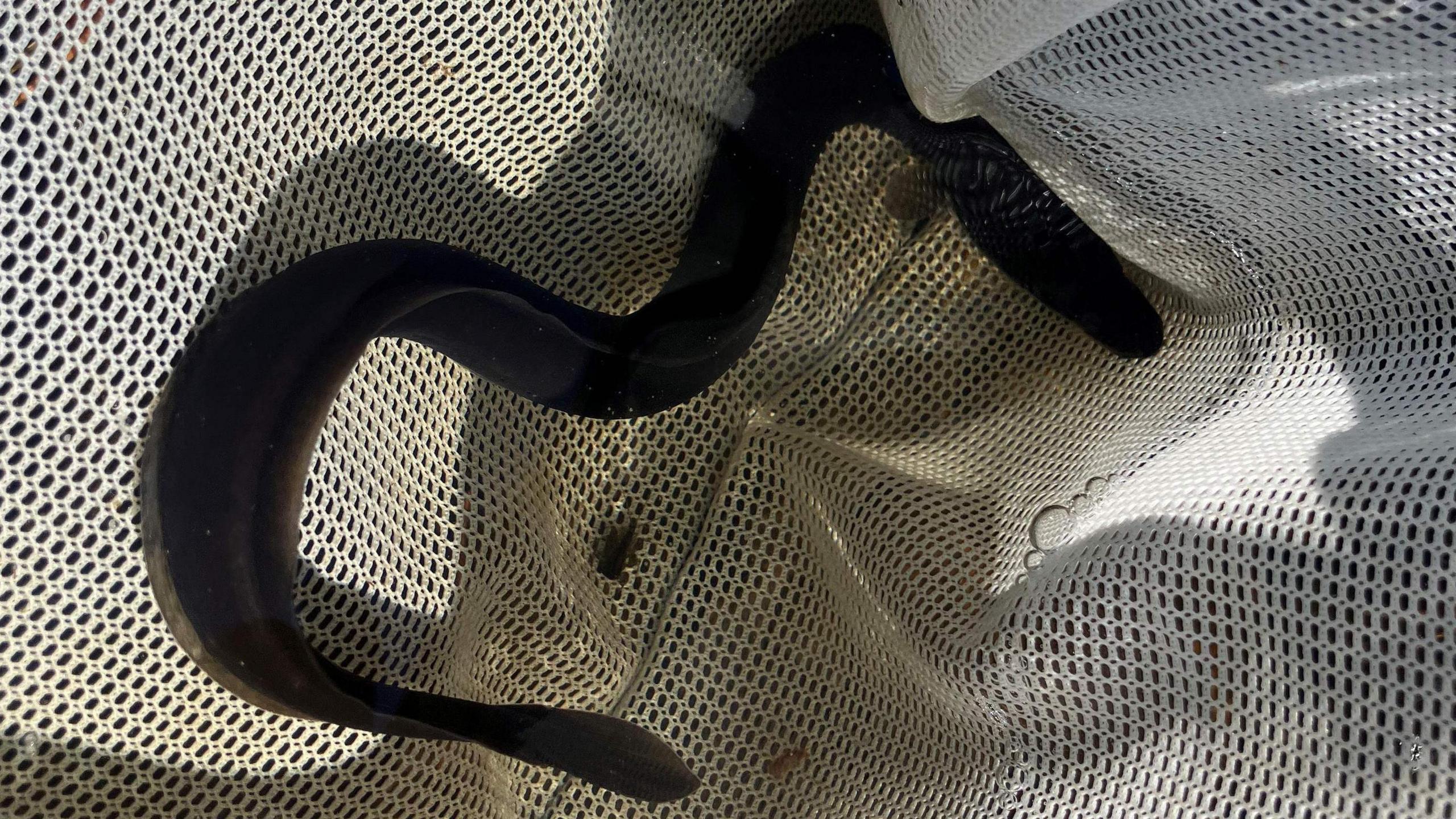 A long dark eel inside a white net.