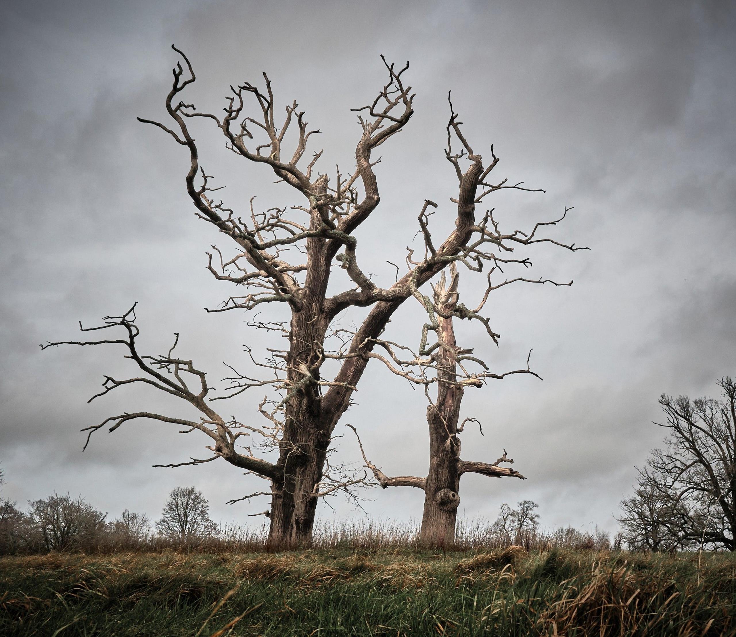 A pair of dead trees stand with their bare branches pointing towards the sky