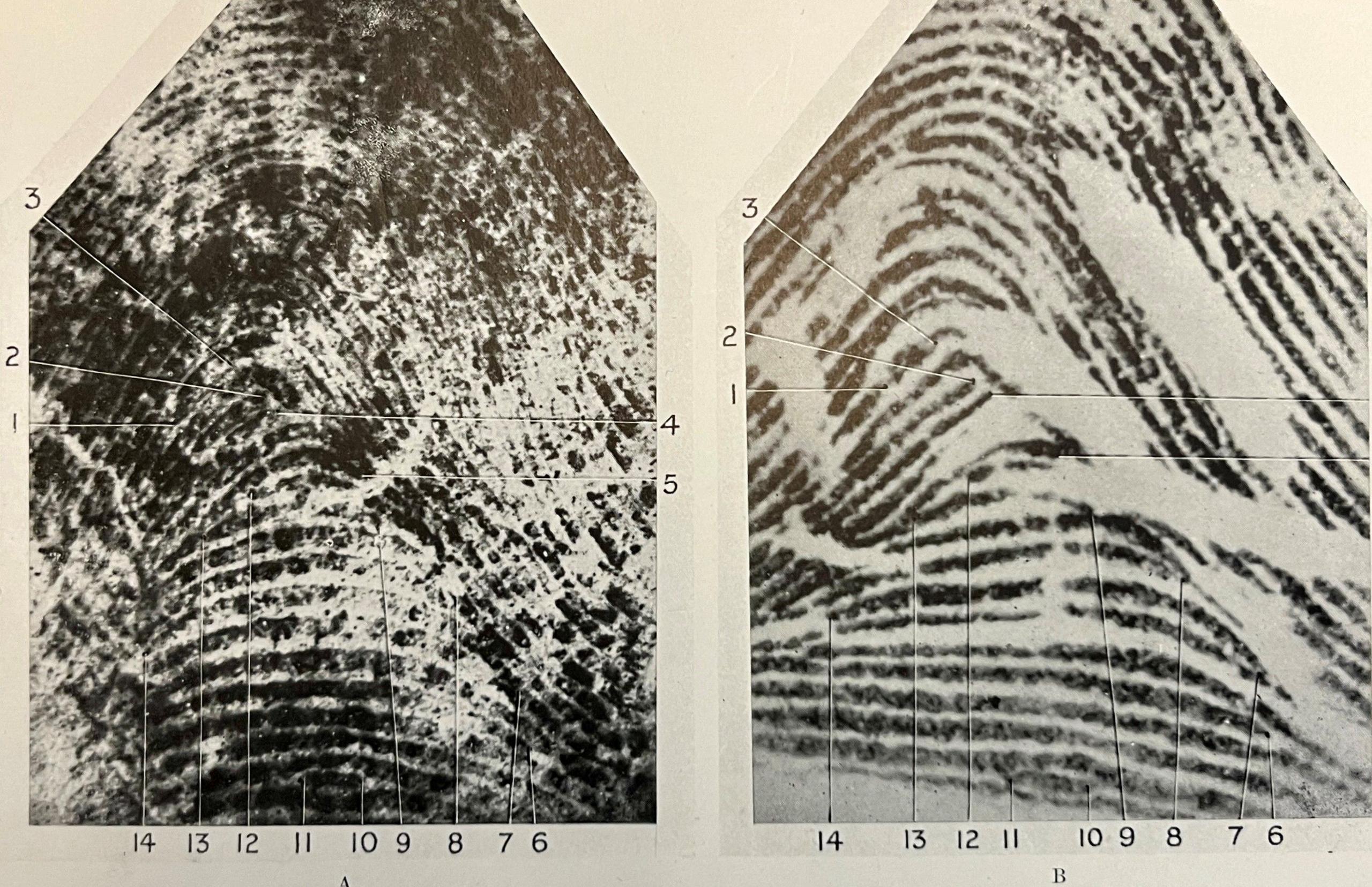 Two fingerprints marked with lines and numbers