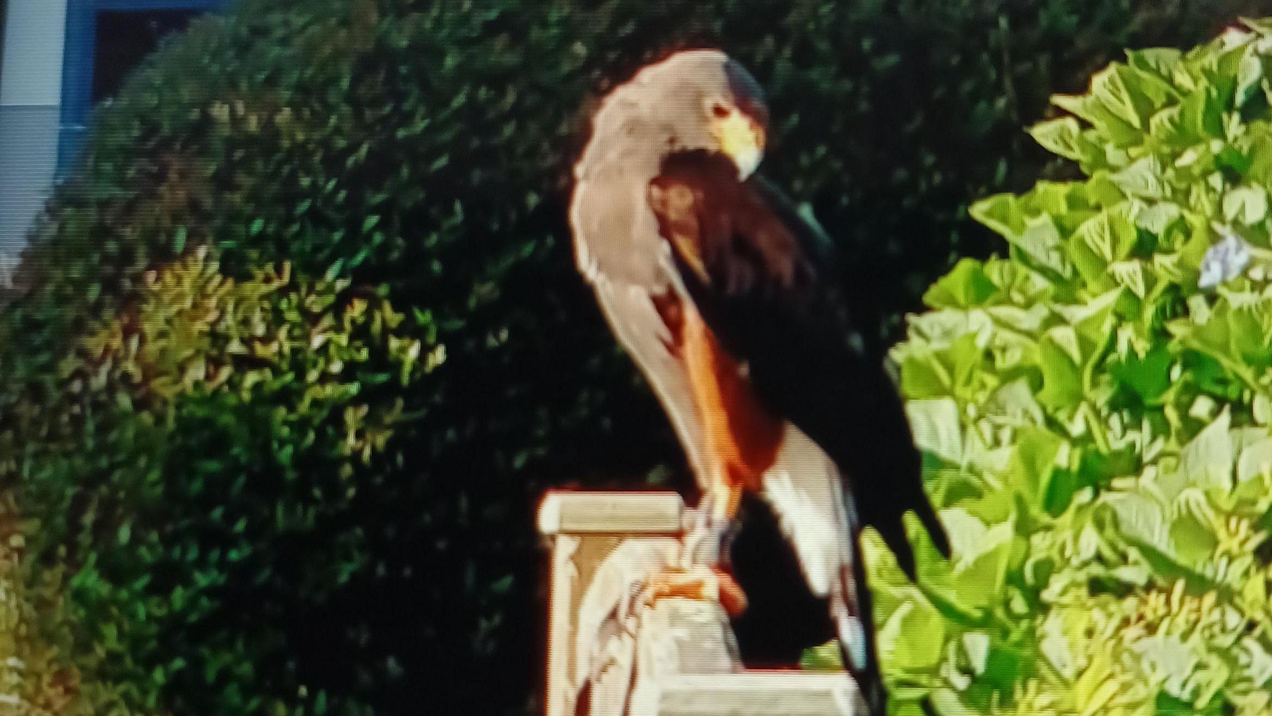 A photo of the hawk