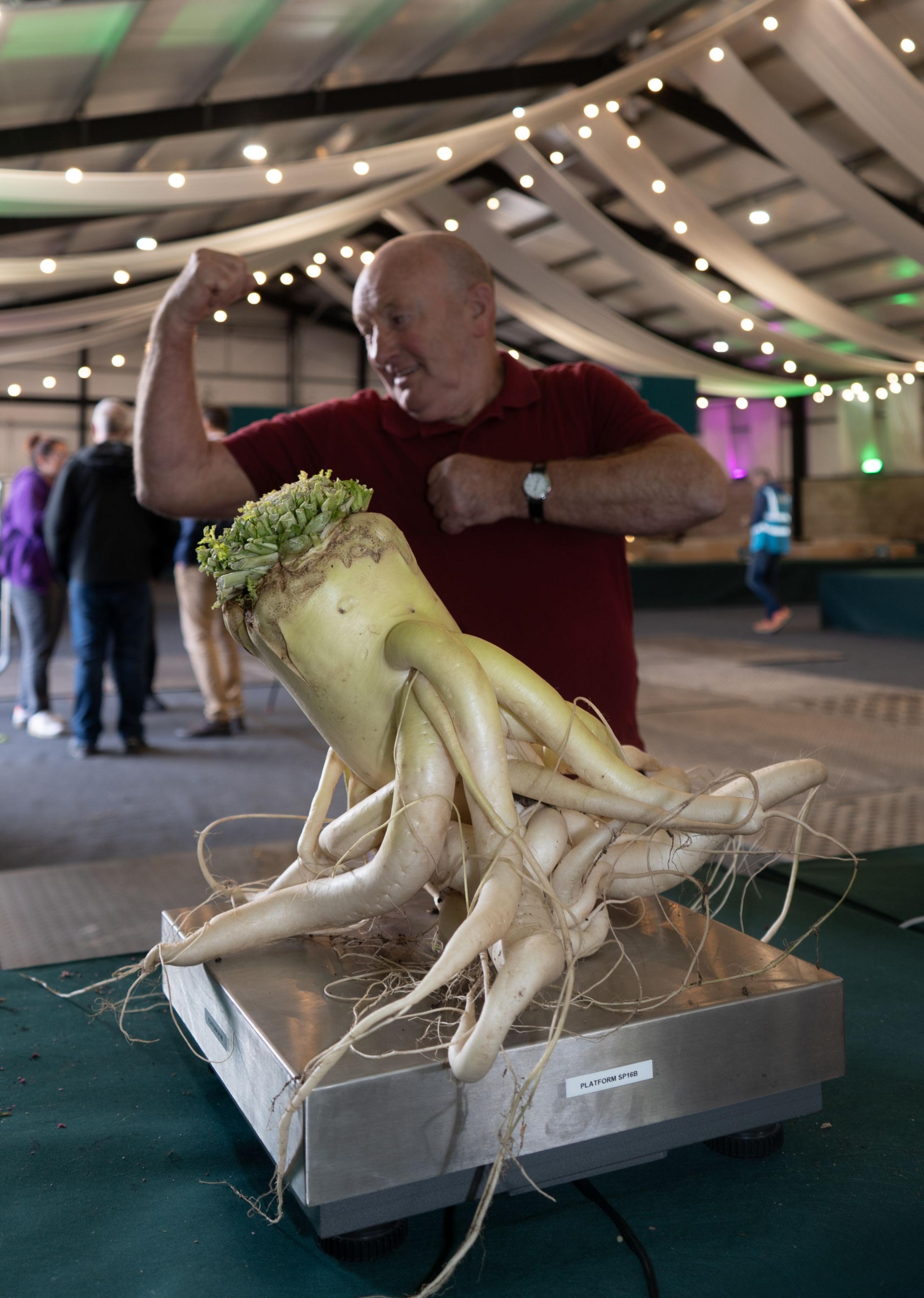 A man poses, tensing his muscles, behind a huge vegetable on weighing scales. 