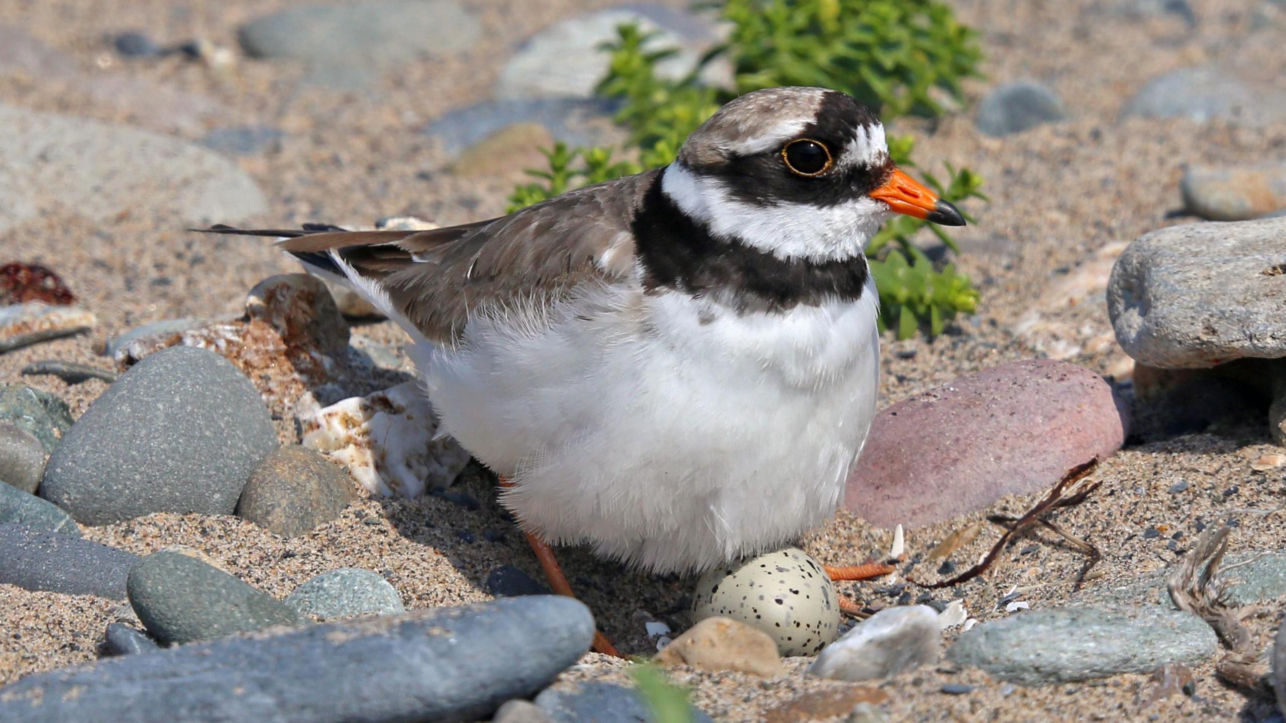 A very small bird, with a small spotted egg laid among some sand and rocks. 