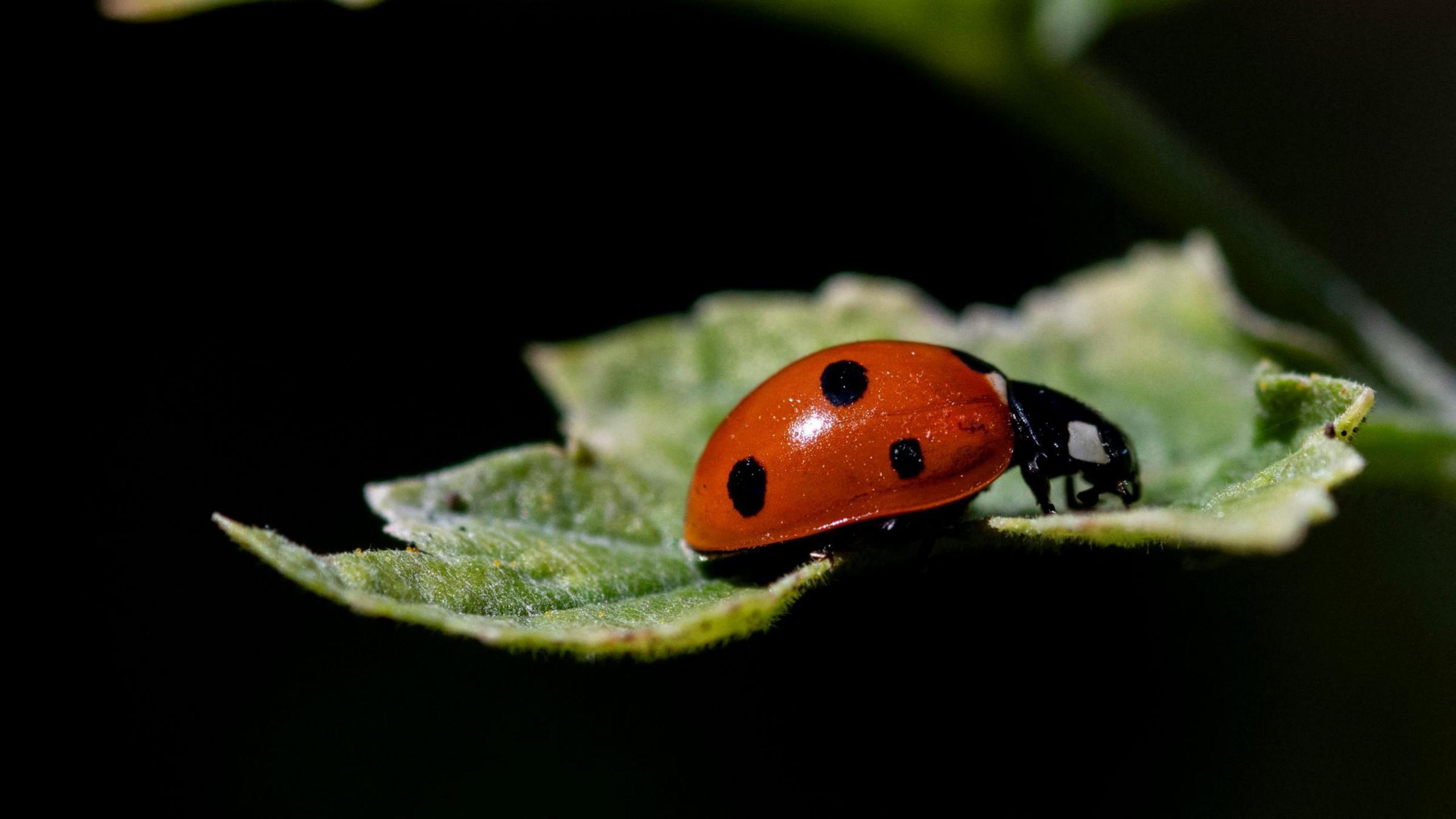 A close up of a red lady bird with black spots on a green leaf