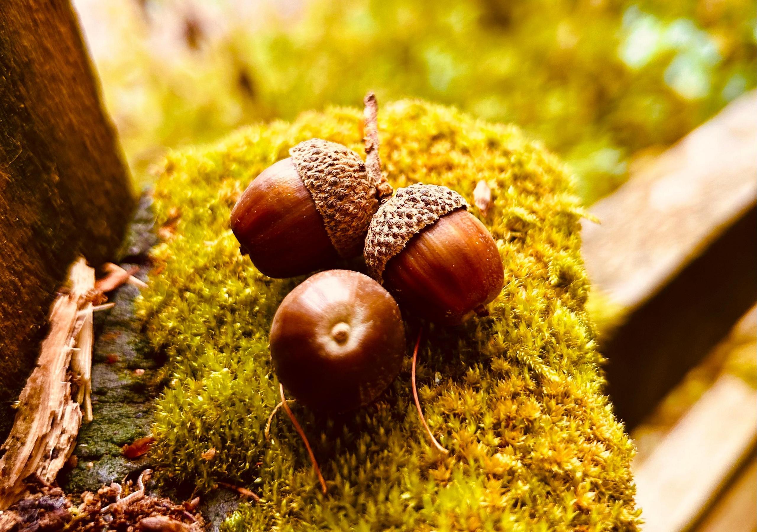 Three brown acorns sitting on a pad of moss, apparently on the post of a stile or fence. There is a fragment of rotting wood to one side, and a blurred background of undergrowth.