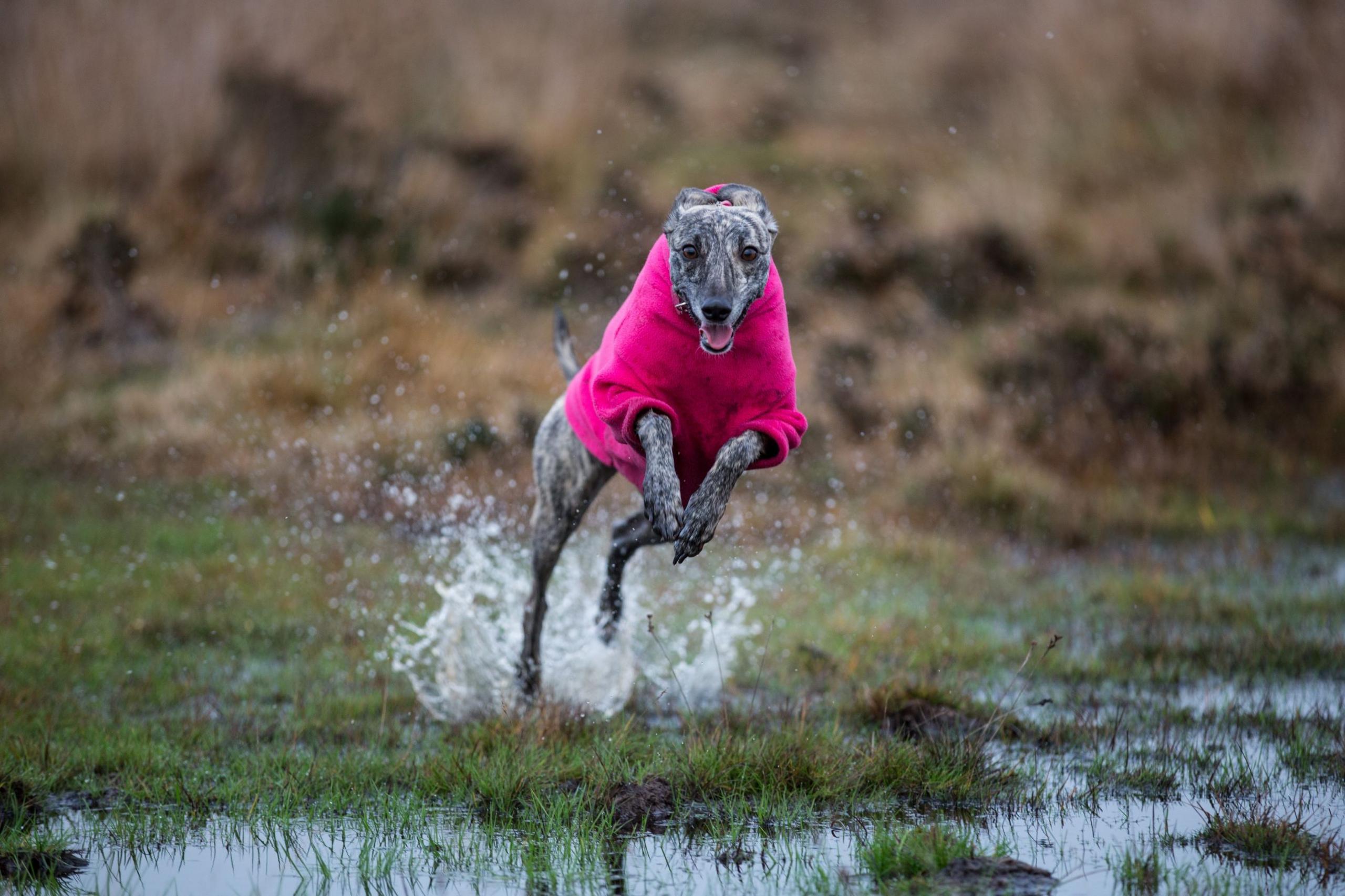 A whippet runs towards the camera