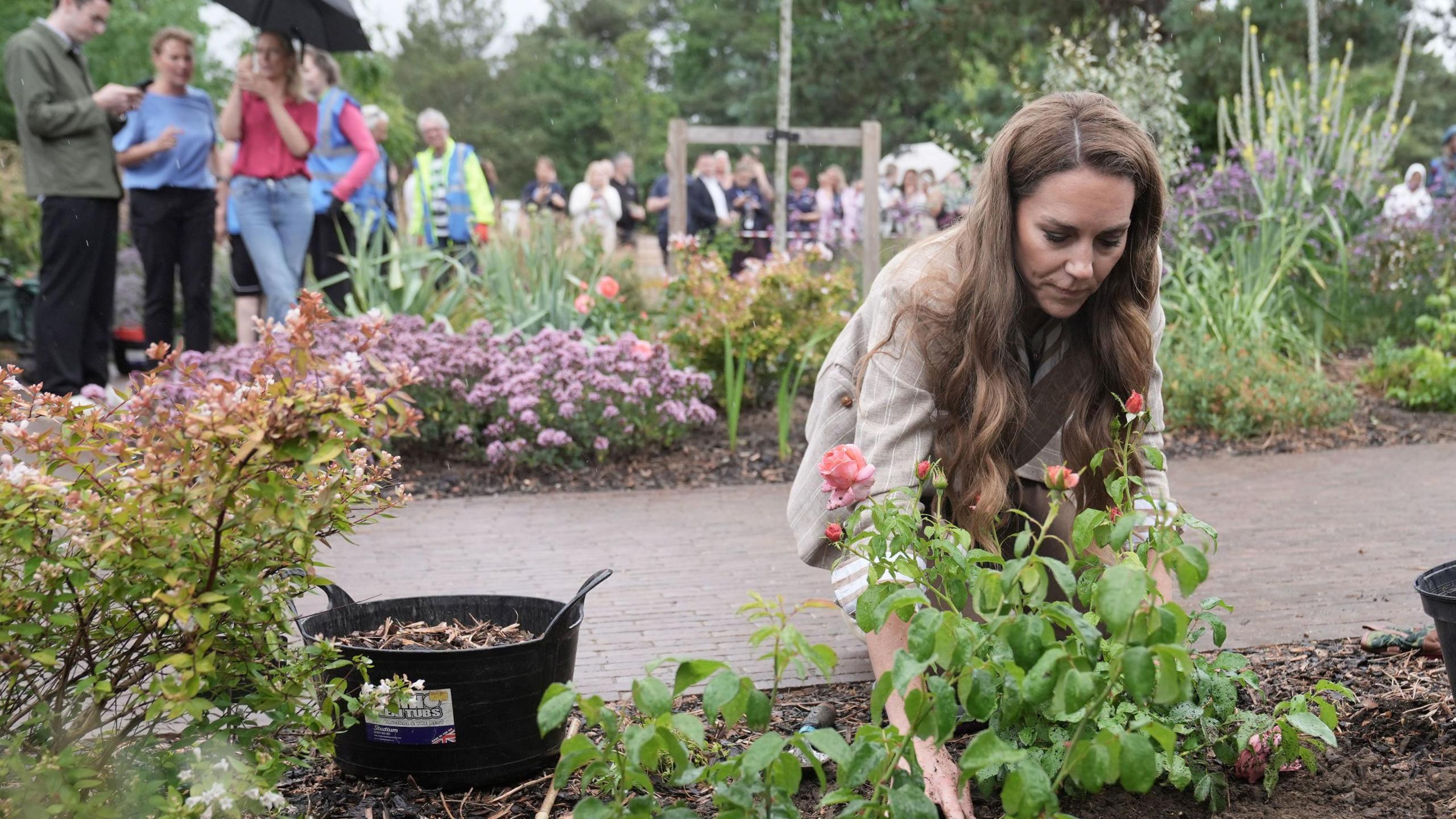 Princess of Wales planting "Catherine roses" in Colchester, Essex