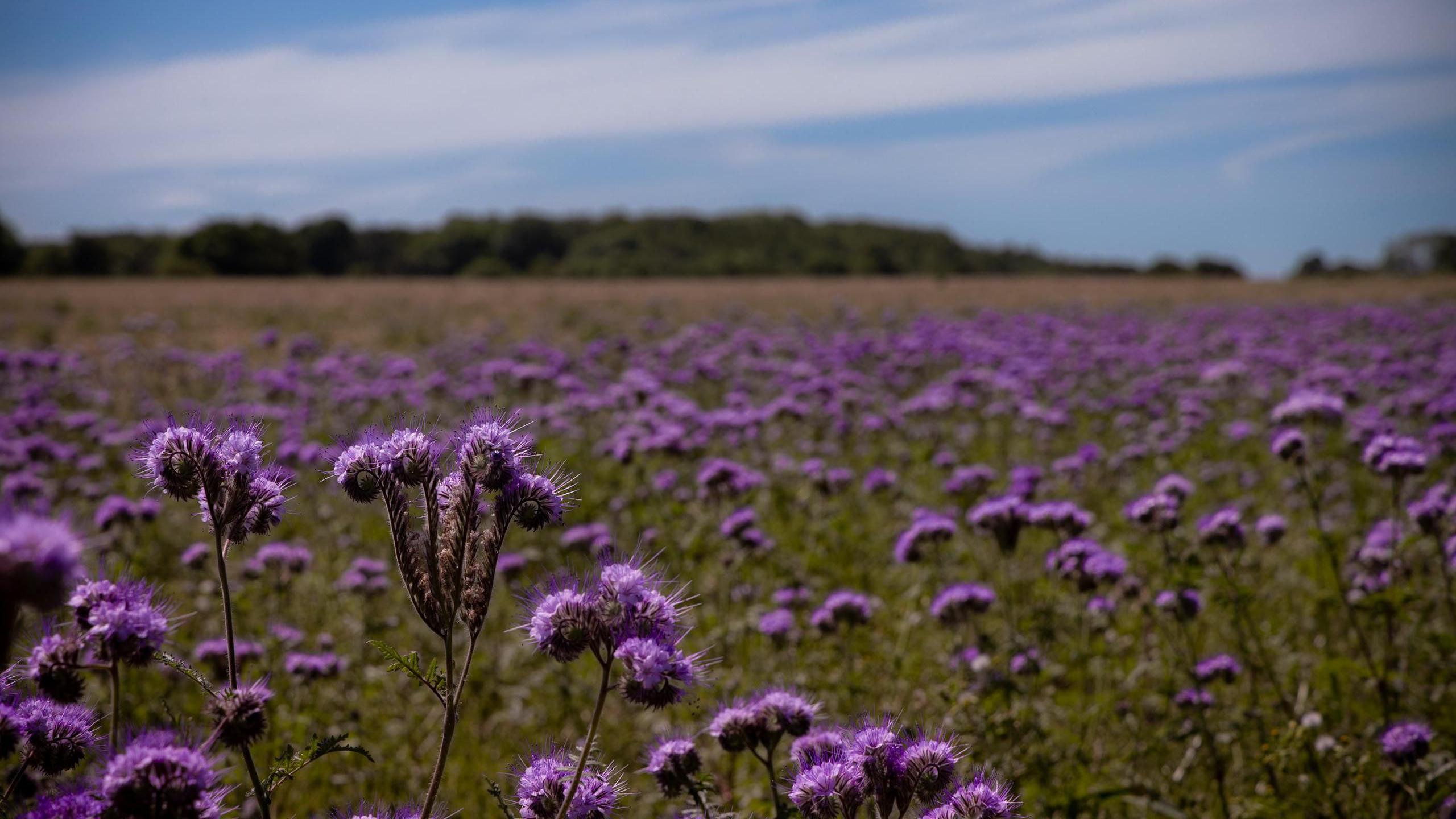 THURSDAY - A field of bright purple flowers stretches into the distance in a field near Newbury. On the horizon are a line of out-of-focus trees under a blue sky with white clouds.