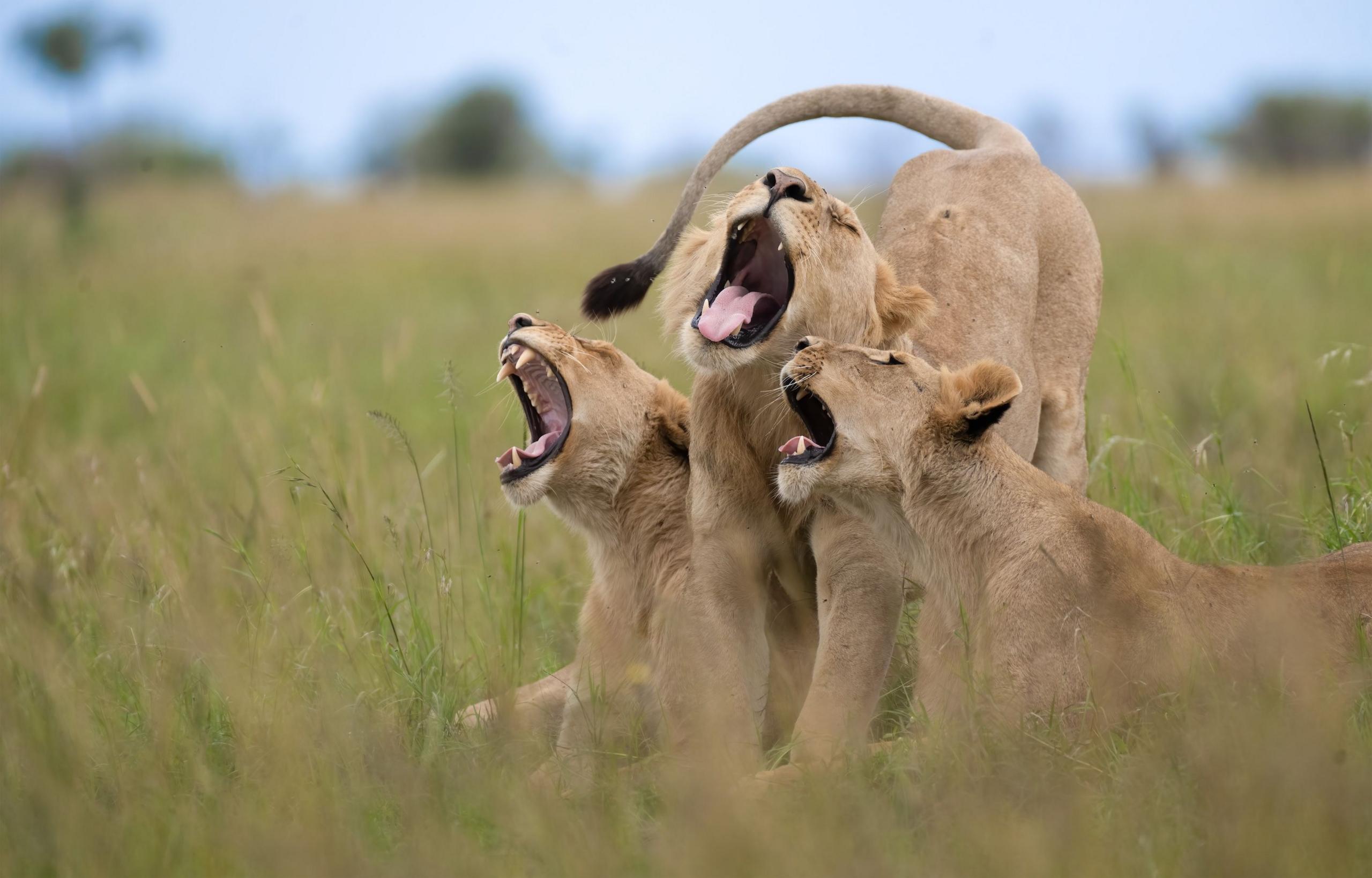 Three lions all yawning at the same time