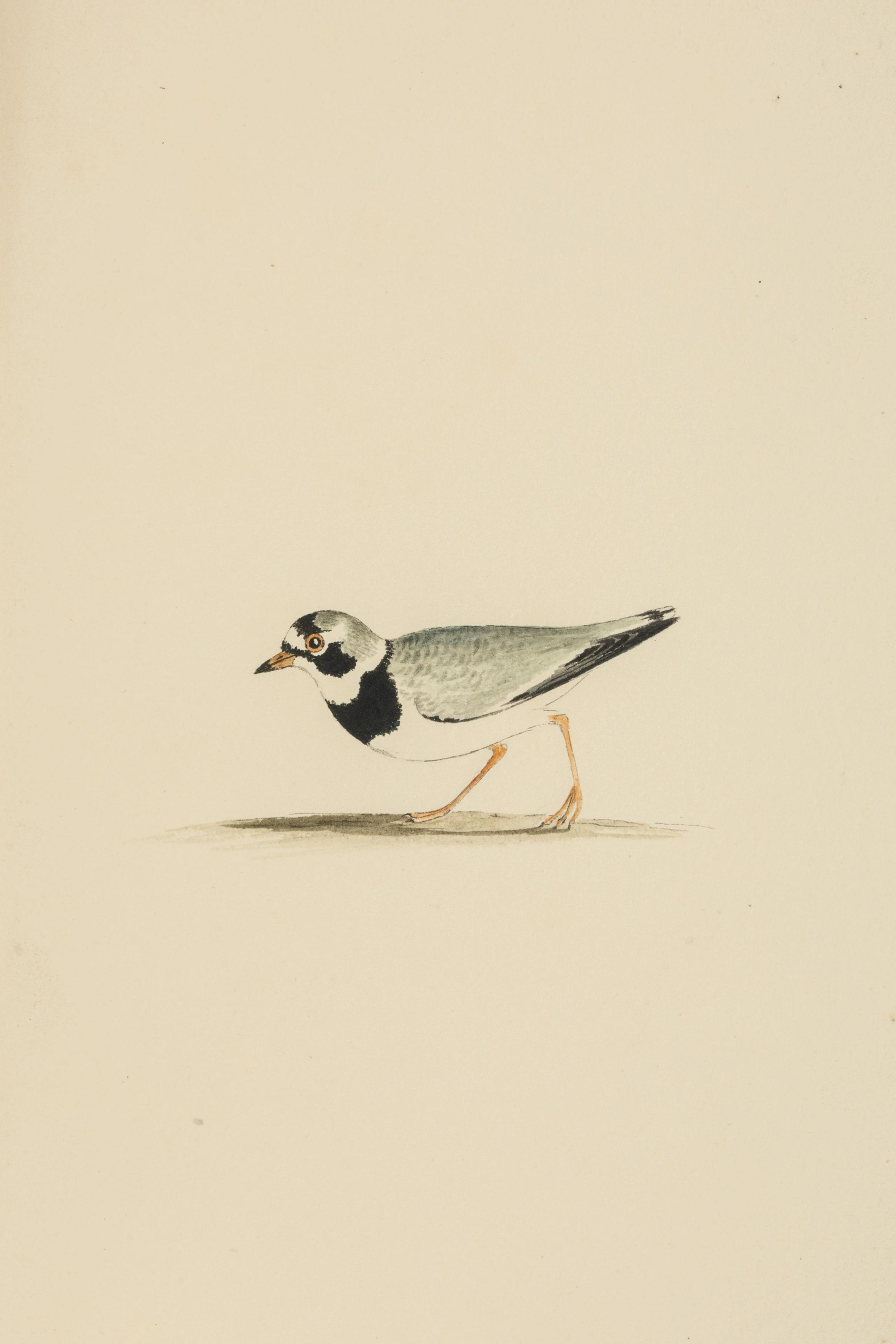 A watercolor painting of a small bird.