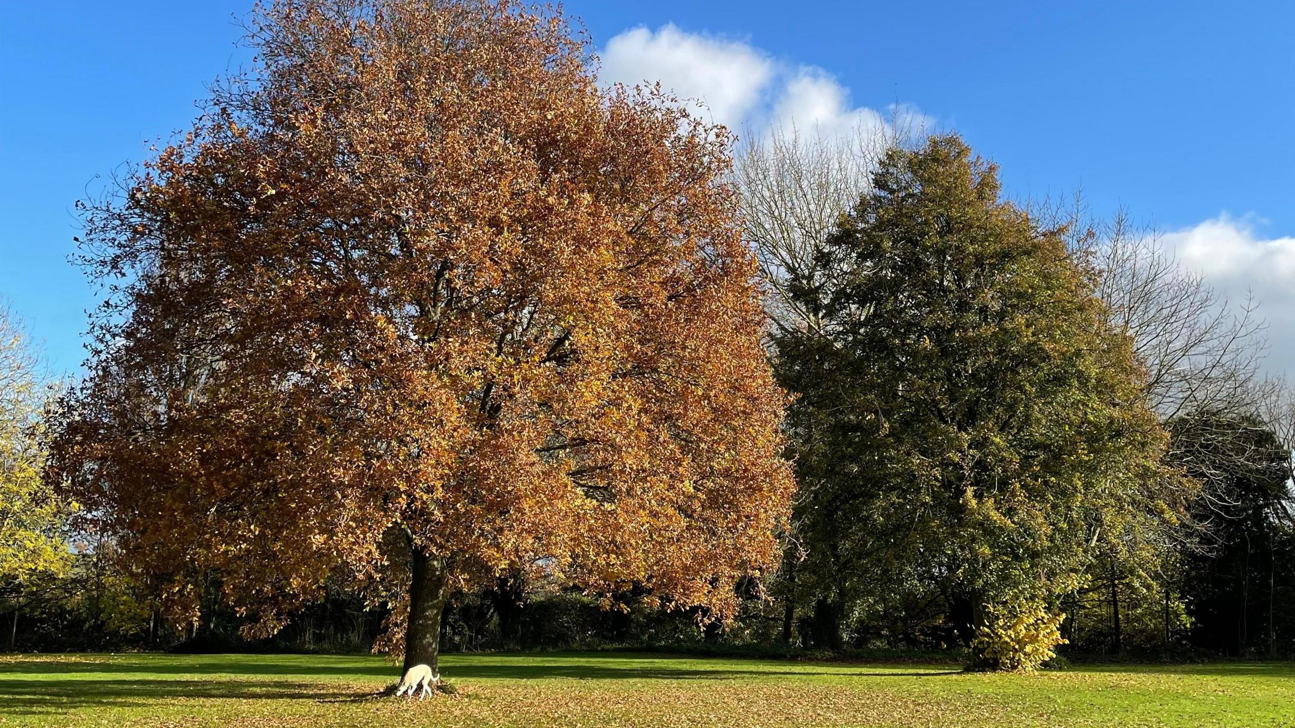 Two large trees dominate this image. One has brown and orange leaves on it while the other has mostly green leaves. A dog can be seen under one of the trees sniffing the ground. It's a sunny day with blue sky and a few white light clouds.