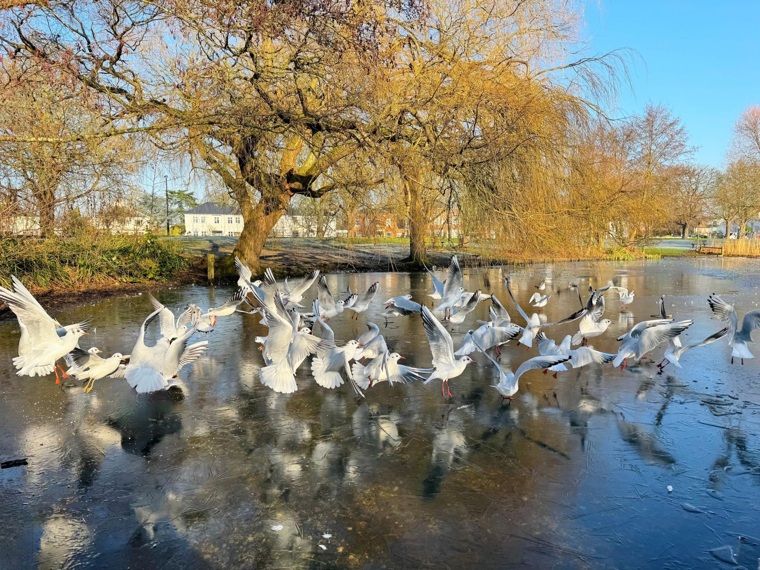 Birds on a frozen pond. They are flying in all directions, their wings outstretched, as if panicked. The river bank is behind them and there are trees and buildings in the distance. It is a sunny day with a clear blue sky.