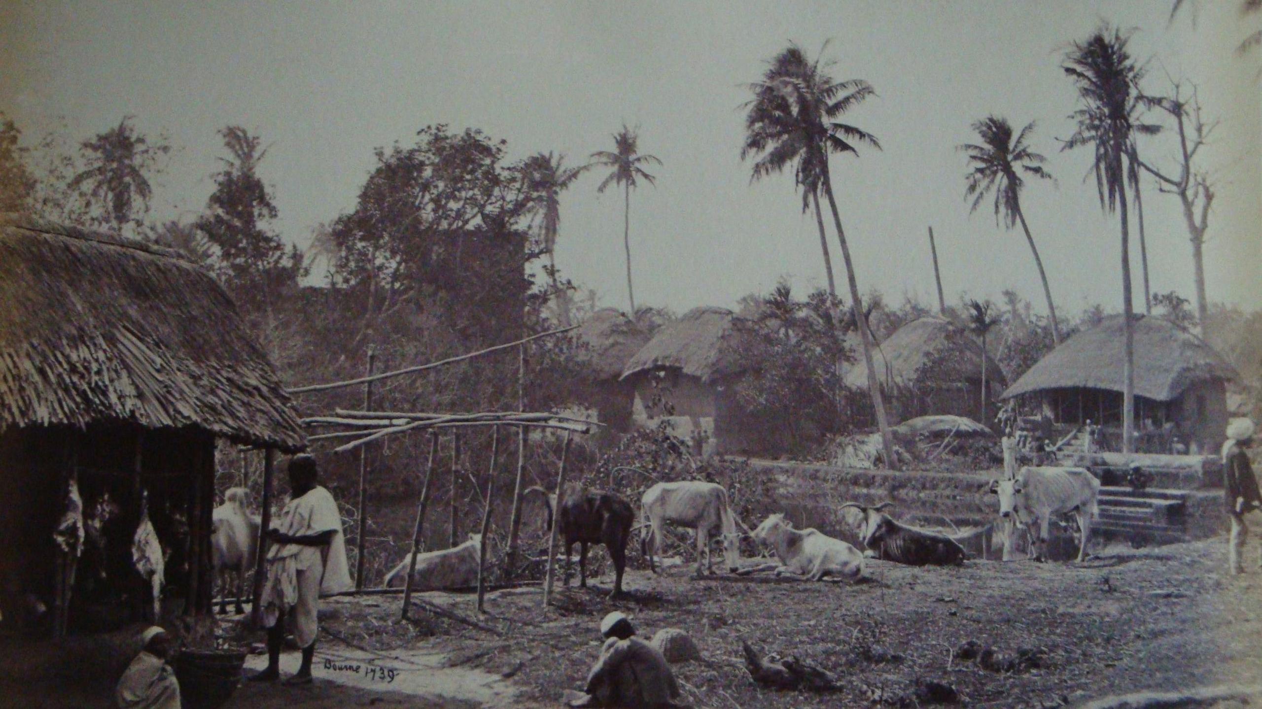 Ffotograff o bentref gwledig yn India - rhai pobl i'w gweld ar bwys cytiau a thoi gwellt a da byw yng nghanol y ddelwedd. 